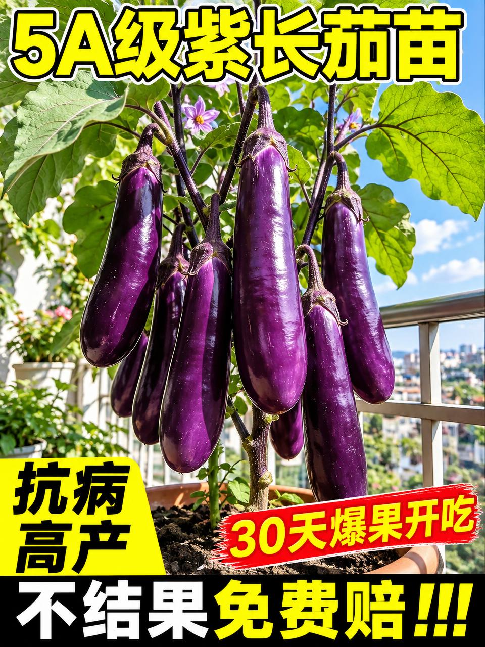 淘宝天猫电商主图，3:4竖版，5A级紫长茄苗商品主图。画面主体… - 图片创意预览