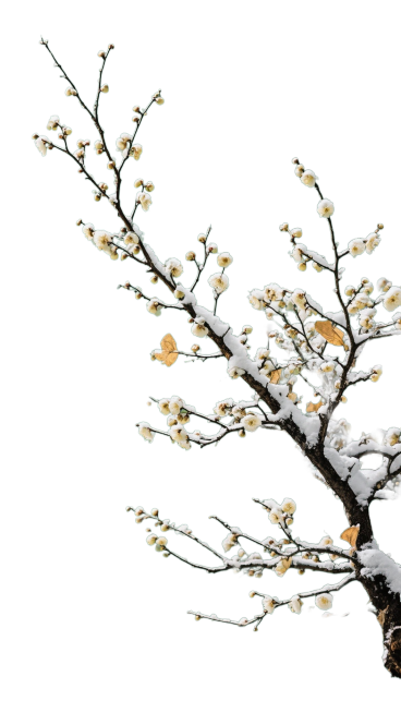 写实摄影，一丛落雪的梅花树枝从画面右侧伸出，斜指向画面左上角，枝桠纤细，局部残留少量浅黄枯叶。梅花特征明显，树枝完整无裁切，抠出后放在纯绿色背景上预览效果