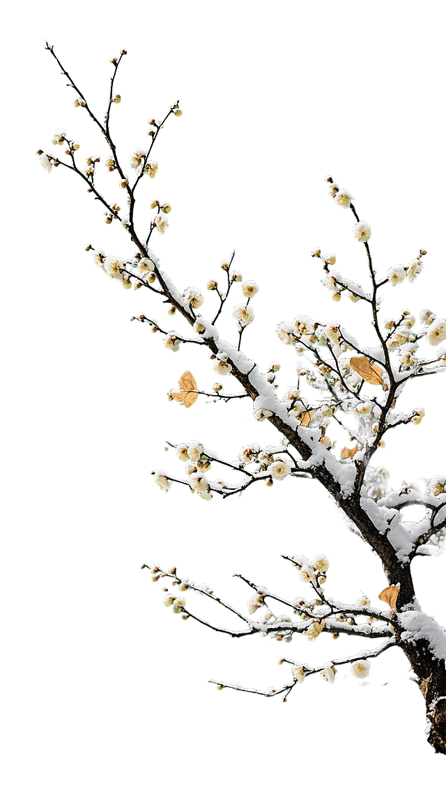 写实摄影，一丛落雪的梅花树枝从画面右侧伸出，斜指向画面左上角，枝桠纤细，局部残留少量浅黄枯叶。梅花特征明显，树枝完整无裁切，抠出后放在纯绿色背景上