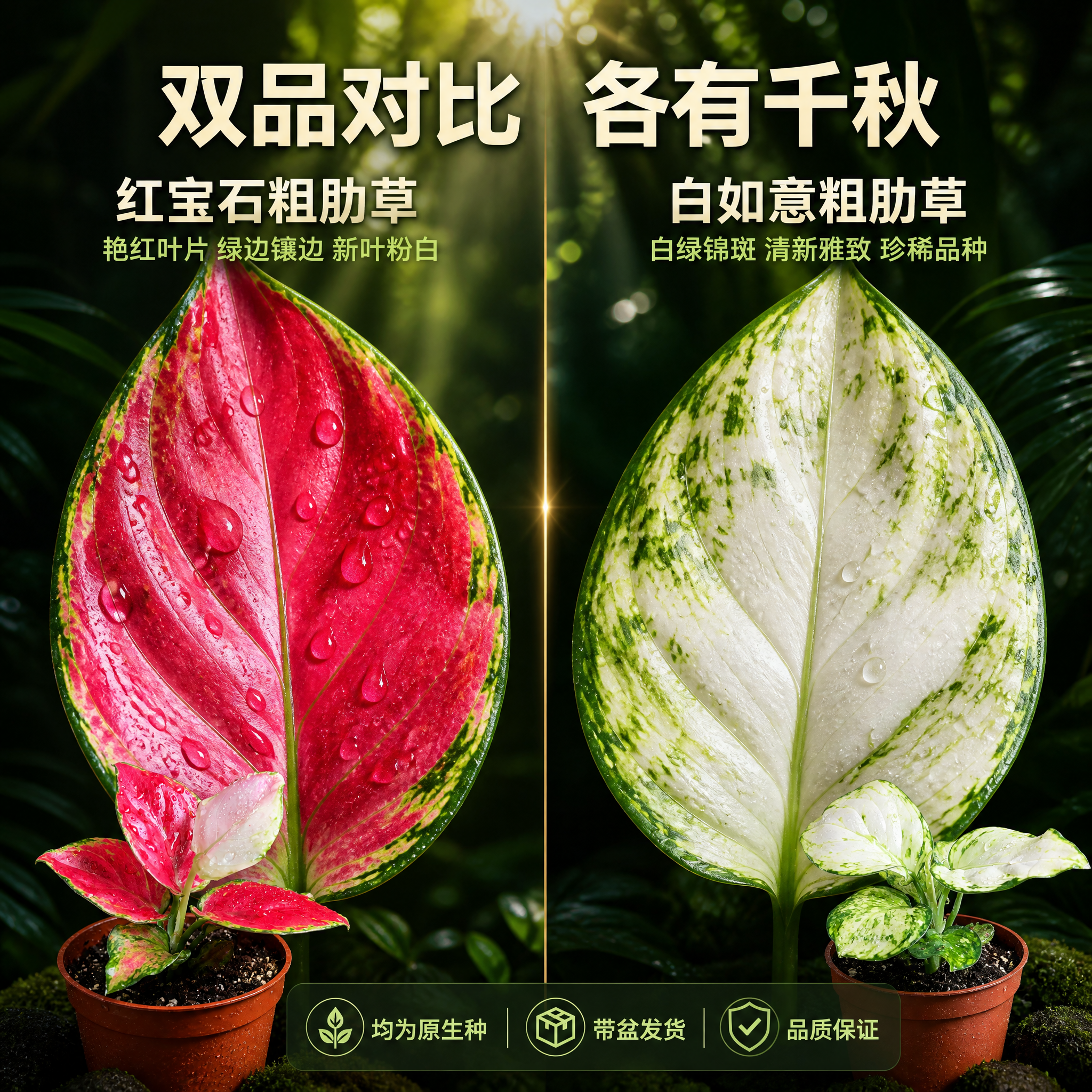 [主图-4] 白如意与红宝石粗肋草叶片细节对比主图。 [统一基… - 图片创意预览