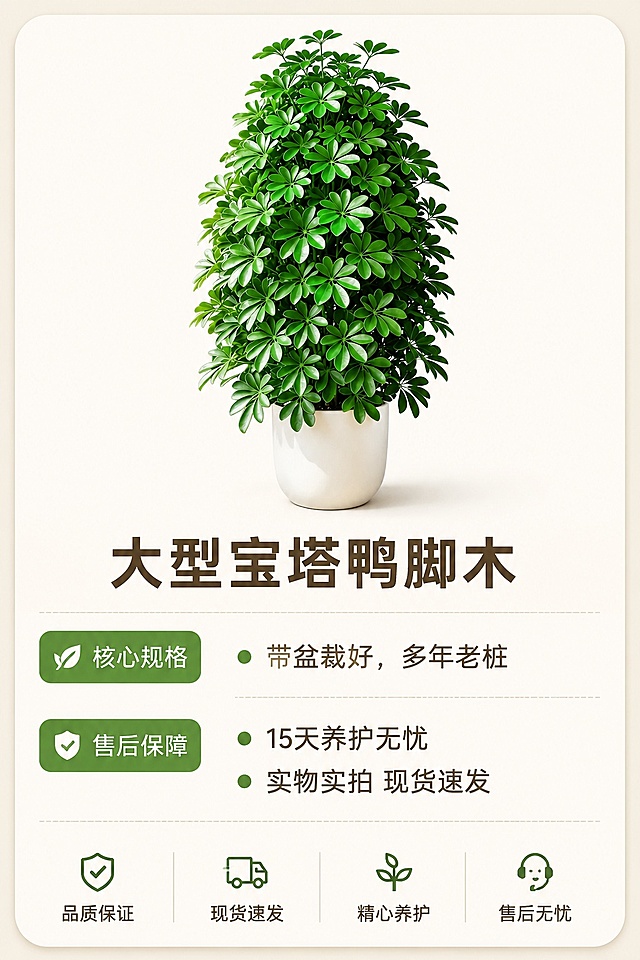 [第8屏] 拼多多详情页规格服务信息卡，展示宝塔鸭脚木基础信息与售后。本屏使用【图1】作为主体小图展示。
[氛围/风格] 简洁信息卡风格，清晰易读，干净规整。
[元素布局] 上方放置产品小图展示整体造型，占比约40%，下方区域排列规格信息与售后保障，布局清晰规整，产品形态和原图一致。
[光影质感] 均匀平光，信息文字清晰不模糊。
[配色色系] 背景浅暖米色，深棕色文字，绿色小标签点缀，干净清爽。
[视角构图] 规整信息版式，上产品下文字，结构清晰。
[文字版式] 产品名称：大型宝塔鸭脚木；核心规格：带盆栽好，多年老桩；售后保障：15天养护无忧，实物实拍 现货速发；信息分点排列，清晰易读。
[比例分辨率] 9:16 竖版比例，4K分辨率，文字清晰可辨，高清画质。
[负向提示词] 信息错乱，产品变形，文字模糊，虚假承诺