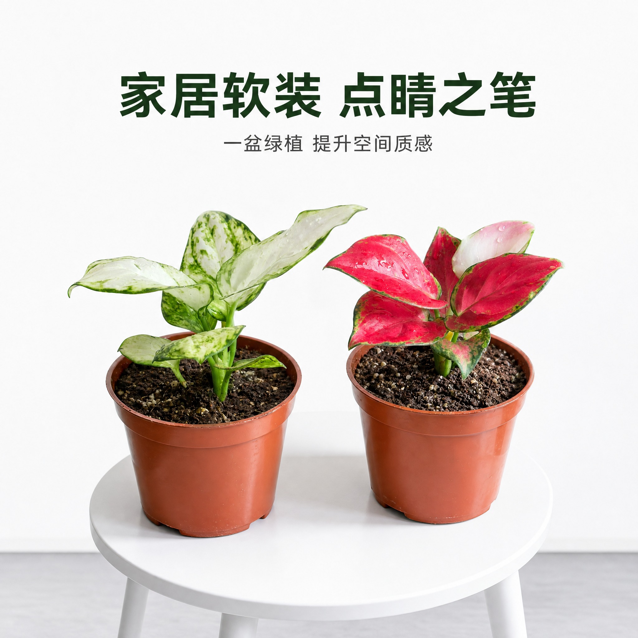 [主图-8] 家居场景搭配展示 白如意与红宝石粗肋草室内摆放效… - 图片创意预览