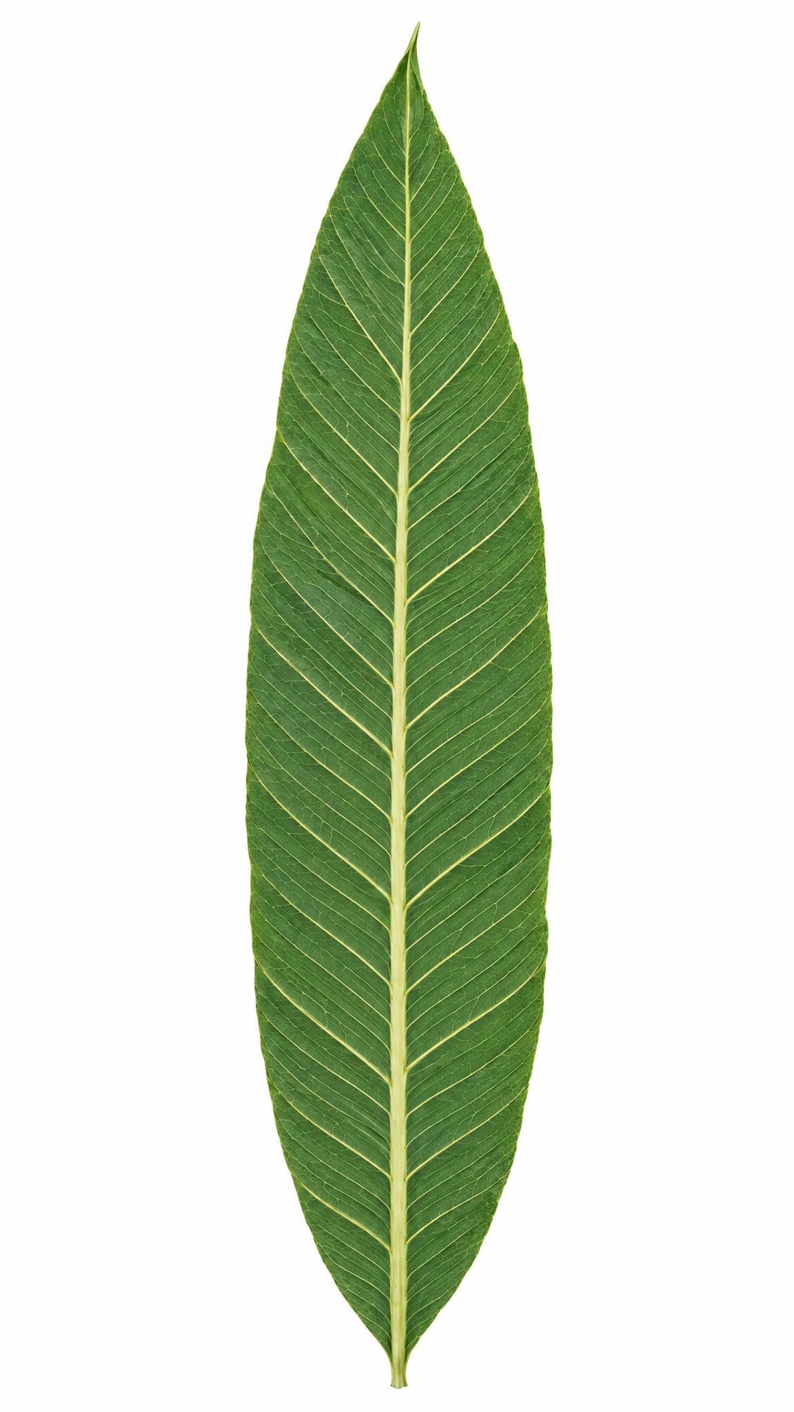 提高叶脉清晰度，升级为超高清晰画面，原图色调完全不变，一点都不… - 图片创意预览