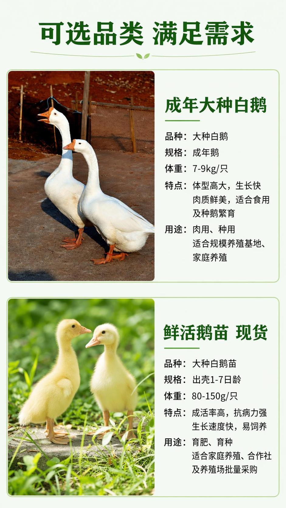 [第6屏] 品种规格说明页，呈现可选品类。本屏使用【图2】和【… - 图片创意预览