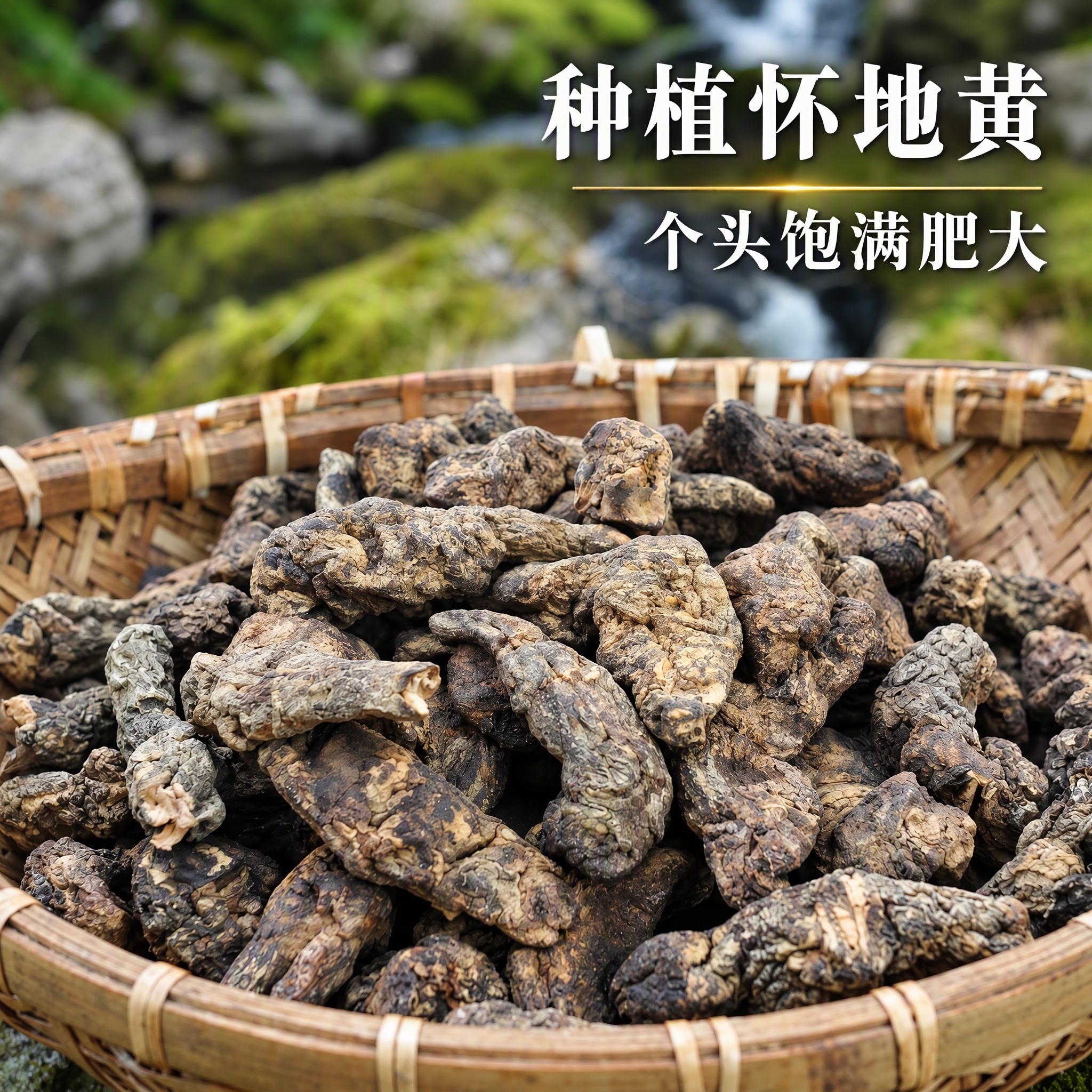 基于上传的种植怀地黄素材进行主图创作，严格使用上传素材，完整保… - 图片创意预览