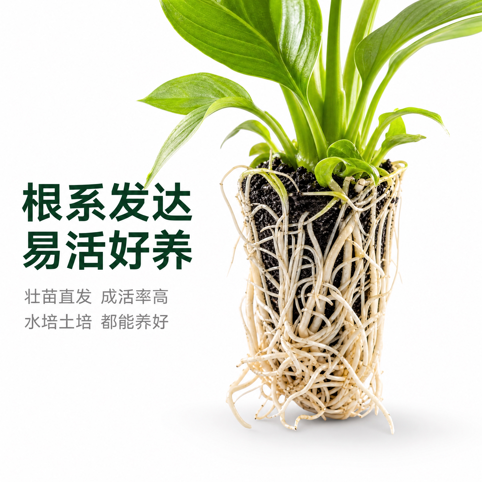 [主图-2] 根系发达特写卖点图，纯白背景，突出美酒白掌幼苗强… - 图片创意预览