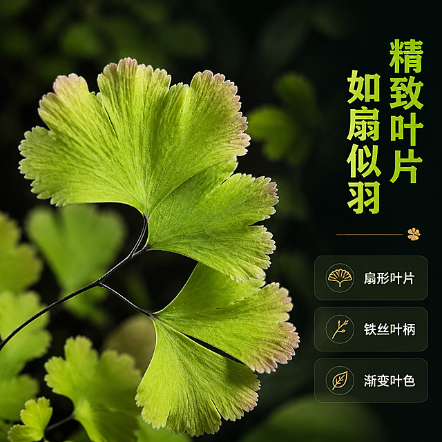 [主图-2] 叶片细节特写卖点图，展示凤舞铁线蕨精致的叶片形态与纹理细节。
[统一基调] 整体风格为黑化雨林暗调高级感，背景主色为深墨绿色与炭黑色交织的雨林氛围，标题字色为荧光苔藓绿，辅助字色为米白色，强调色为古铜金，字体样式为现代无衬线粗体，字号层级分明，卡片样式为半透明深色磨砂圆角矩形，无边框。
[画面] 凤舞铁线蕨的局部叶片特写，主体占比约70%，聚焦展示2-3片完整的扇形叶片，保持原图中叶片的锯齿边缘、叶脉纹理、嫩绿色彩渐变（边缘带淡粉褐色）以及黑色细铁丝状叶柄的形态完全一致。采用微距视角，叶片细节清晰可见。背景为虚化的黑化雨林深色环境，有模糊的其他叶片剪影作为衬托，突出主体叶片的精致结构。
[光影质感] 微距摄影质感，柔和侧光照射，叶片表面的纹理和细微绒毛清晰可见，叶片边缘有通透的光感，黑色叶柄有金属般的光泽，光影层次细腻，暗部有丰富细节。
[配色] 背景为深墨绿虚化效果，主体叶片为鲜亮嫩绿带粉边，标题文字为荧光苔藓绿，辅助文字为米白色。
[文字版式] 画面右侧竖排主标题"精致叶片 如扇似羽"，下方有三个小型卖点标签分别为"扇形叶片"、"铁丝叶柄"、"渐变叶色"，以半透明深色磨砂圆角卡片形式排列，文字为现代无衬线字体，清晰可读，不遮挡叶片主体。
[输出要求] 1:1正方形比例，2048*2048像素，叶片细节清晰锐利，文字清晰可读，禁止变形、错字、模糊、杂乱、水印、平台Logo。