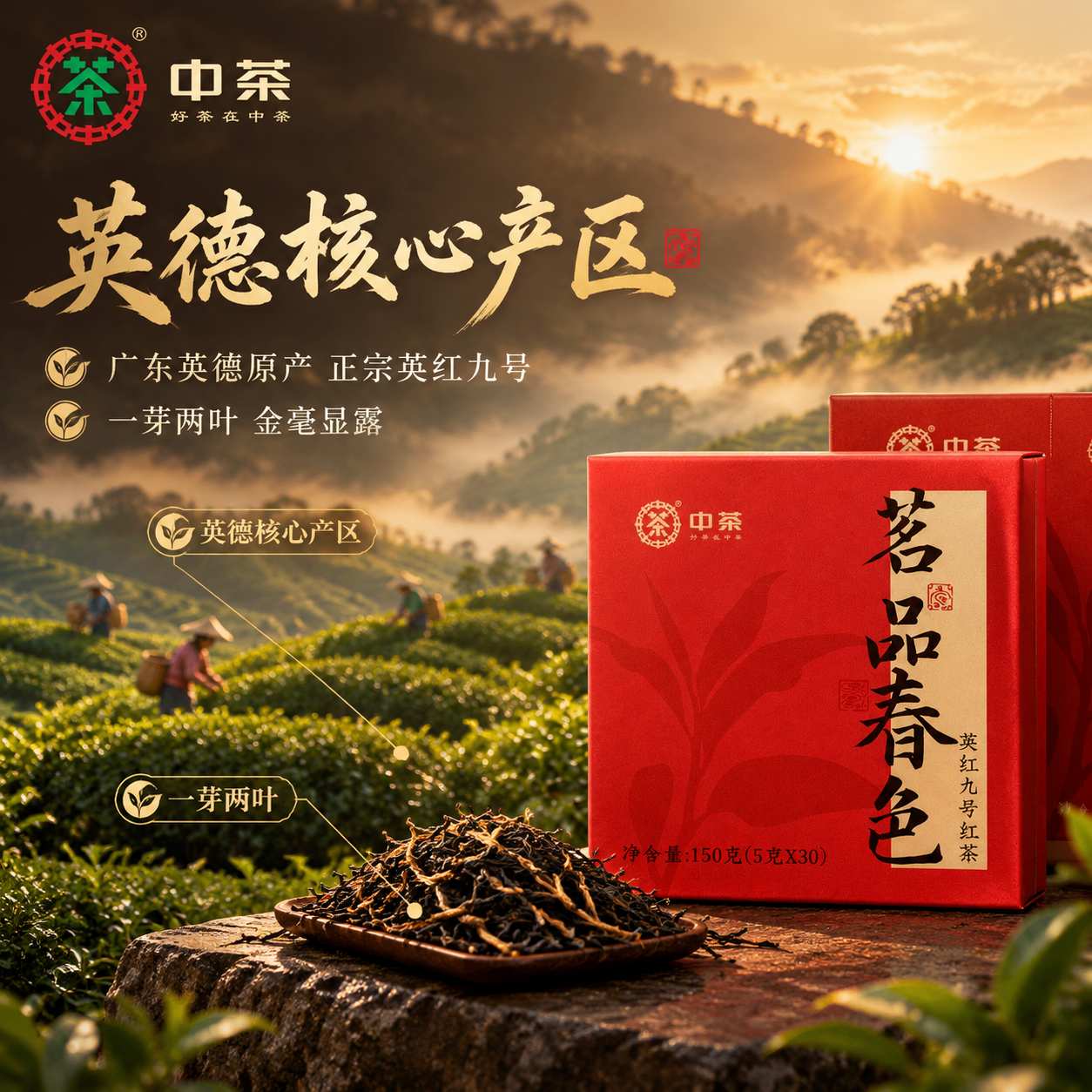 [主图-2 800x800] 核心亮点溯源：英红九号产地与品质… - 图片创意预览
