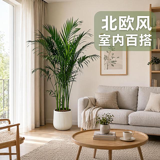[主图-3] 富贵椰子北欧客厅风格搭配展示。富贵椰子放置在客厅沙发旁角落，周围搭配浅灰色布艺沙发、原木茶几和地毯，整体营造北欧简约客厅氛围，展示产品与家居空间的适配性。保持富贵椰子植株大小和外观颜色与原图一致，杜绝变形。商品主体占比约65%，整体空间和谐。氛围风格：温馨居家氛围感，自然北欧风，高级真实质感。光影：自然光从客厅阳台照入，整体明亮柔和，光影自然过渡。配色：沙发浅灰，墙面奶白，地板原木，绿植翠绿，和谐自然配色。视角构图：平视整体空间展示，景深适中。文字版式：右上角浅绿半透明底框写“北欧风 室内百搭”，白色粗体大字，简洁醒目不遮挡主体。输出要求：1:1比例，文字清晰可辨，超高清商业摄影质感。负向提示词：变形，文字错乱，产品模糊，背景杂乱，水印，电商平台Logo