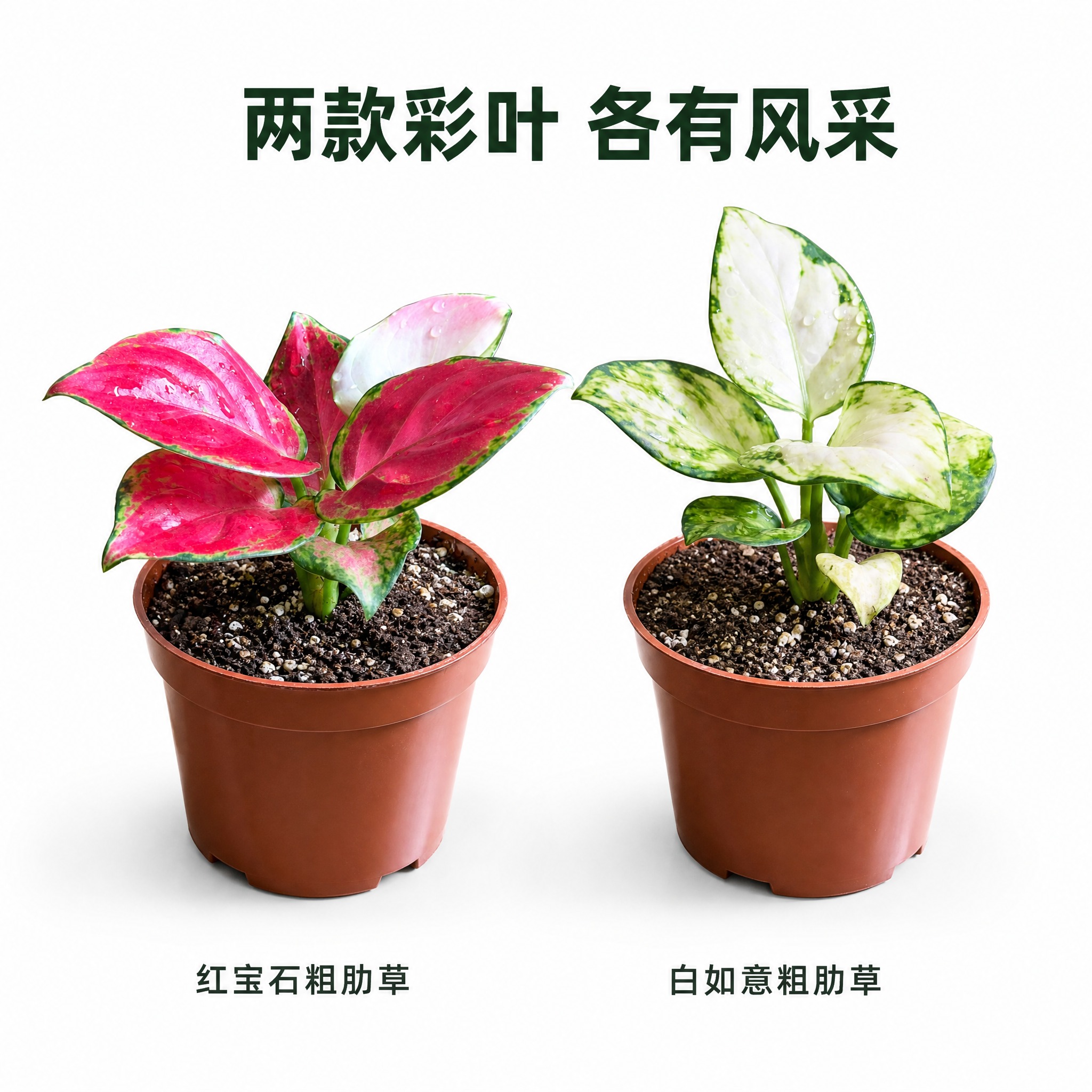 [主图-4] 主题：双款对比展示主图，亮白背景下两款粗肋草并排… - 图片创意预览