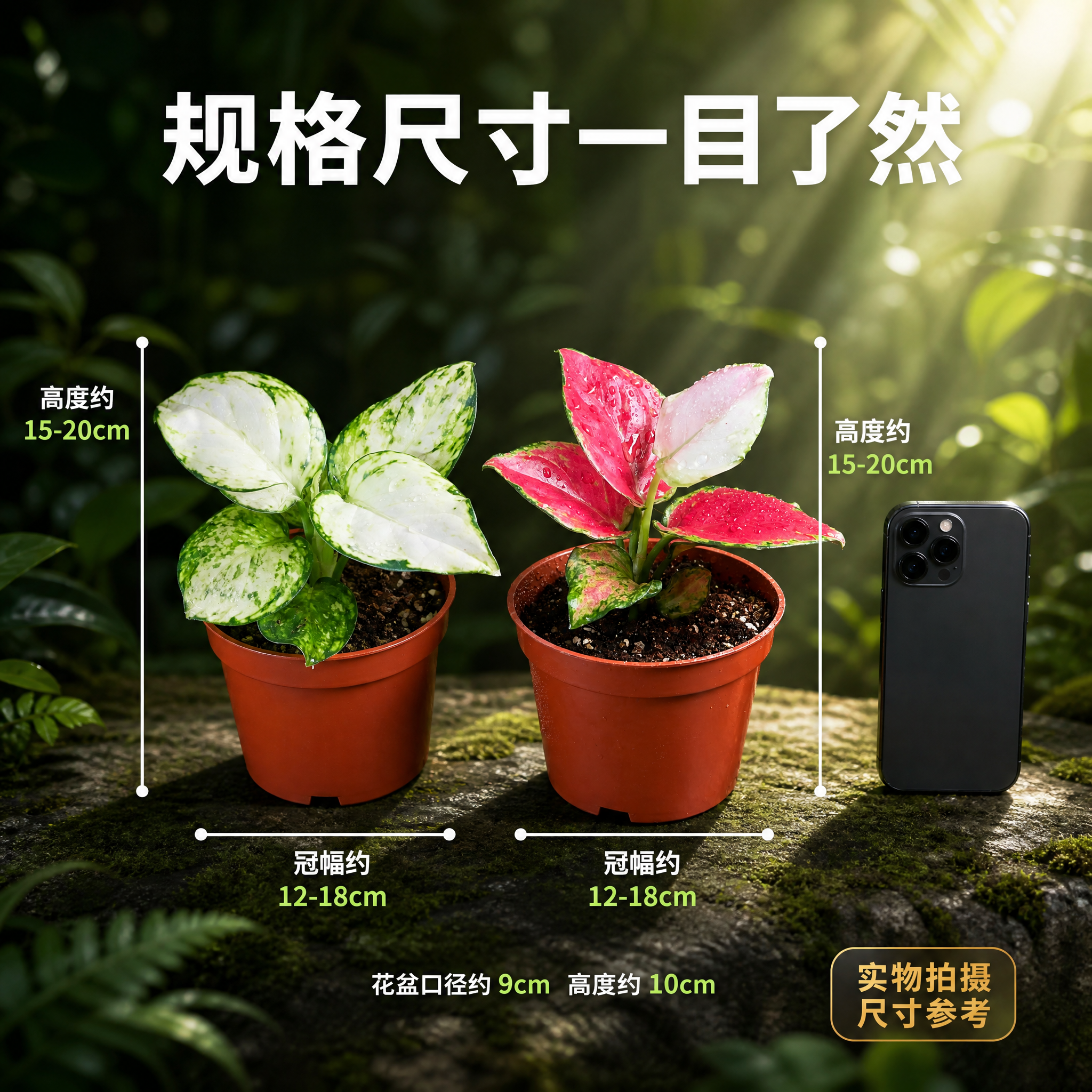 [主图-8] 粗肋草规格尺寸信息图 大小参考主图 [统一基调]… - 图片创意预览