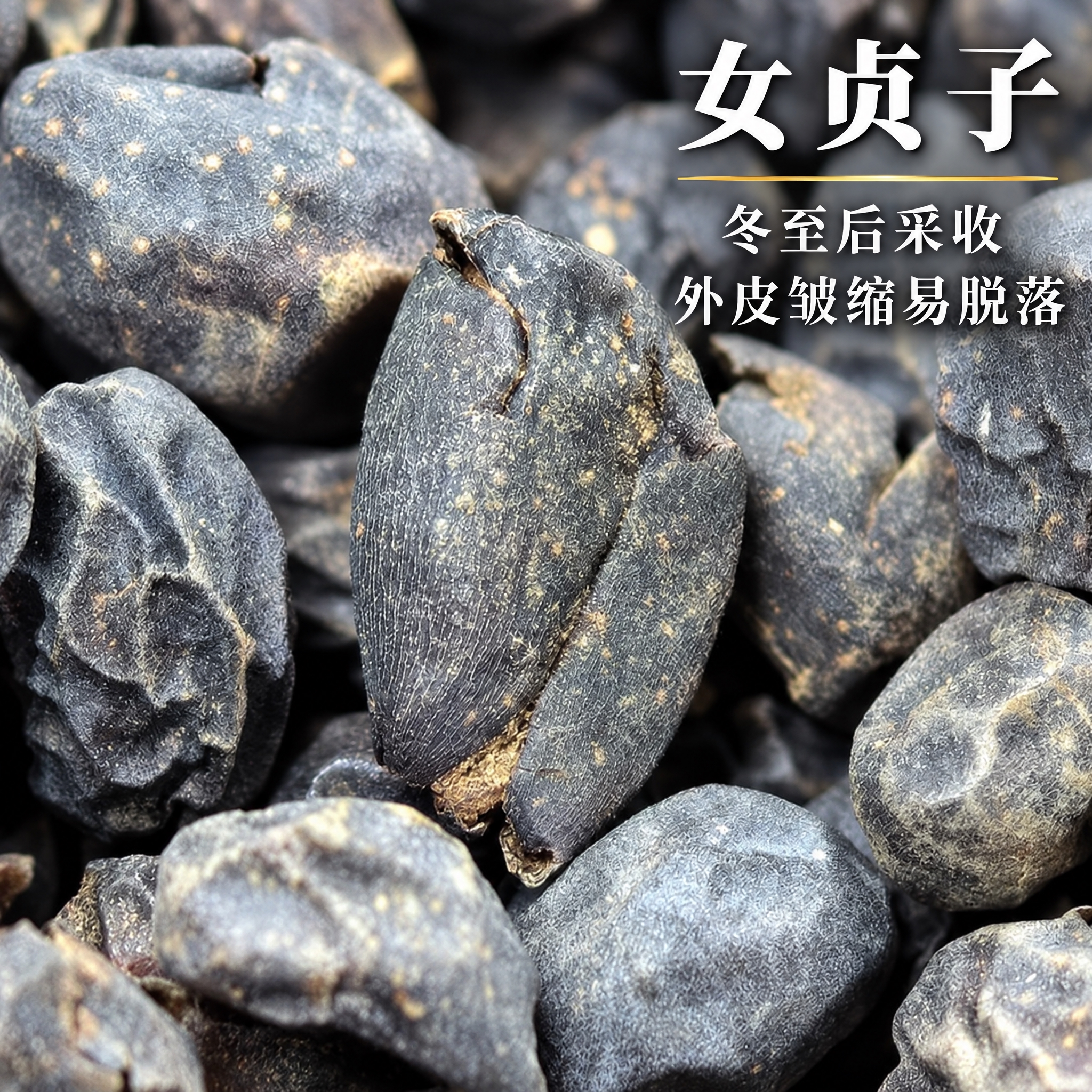 基于上传的女贞子素材进行主图创作，严格使用上传素材，完整保留原… - 图片创意预览