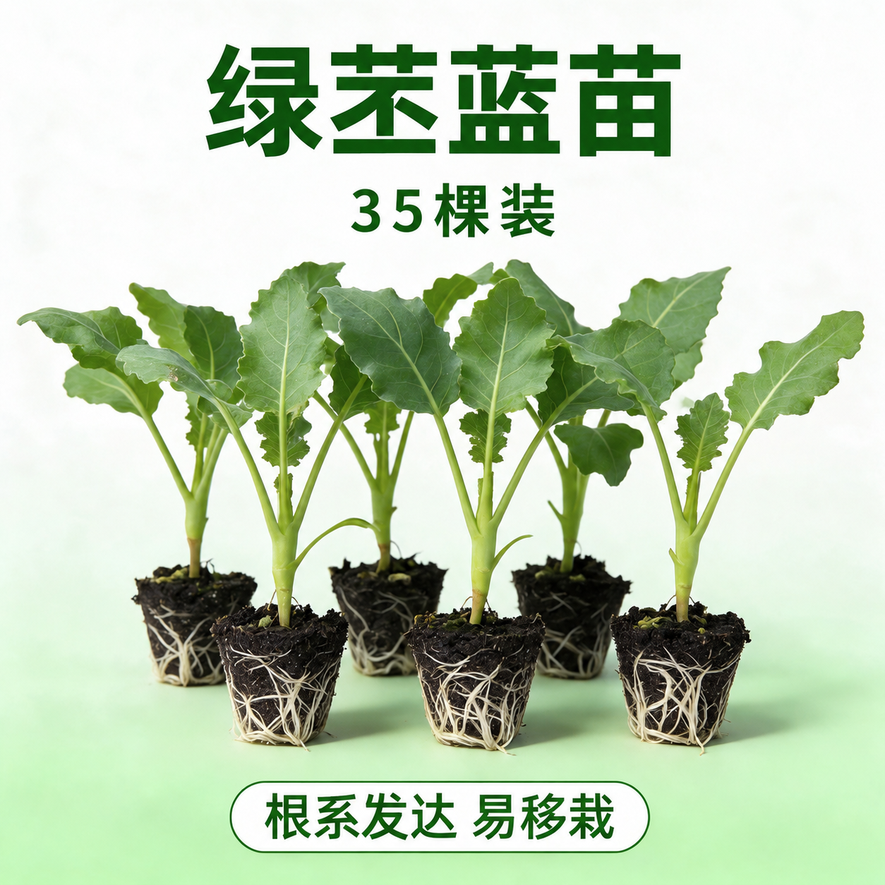 将图中的文字'14棵装'修改为'35棵装'，保持字体、颜色、位… - 图片创意预览