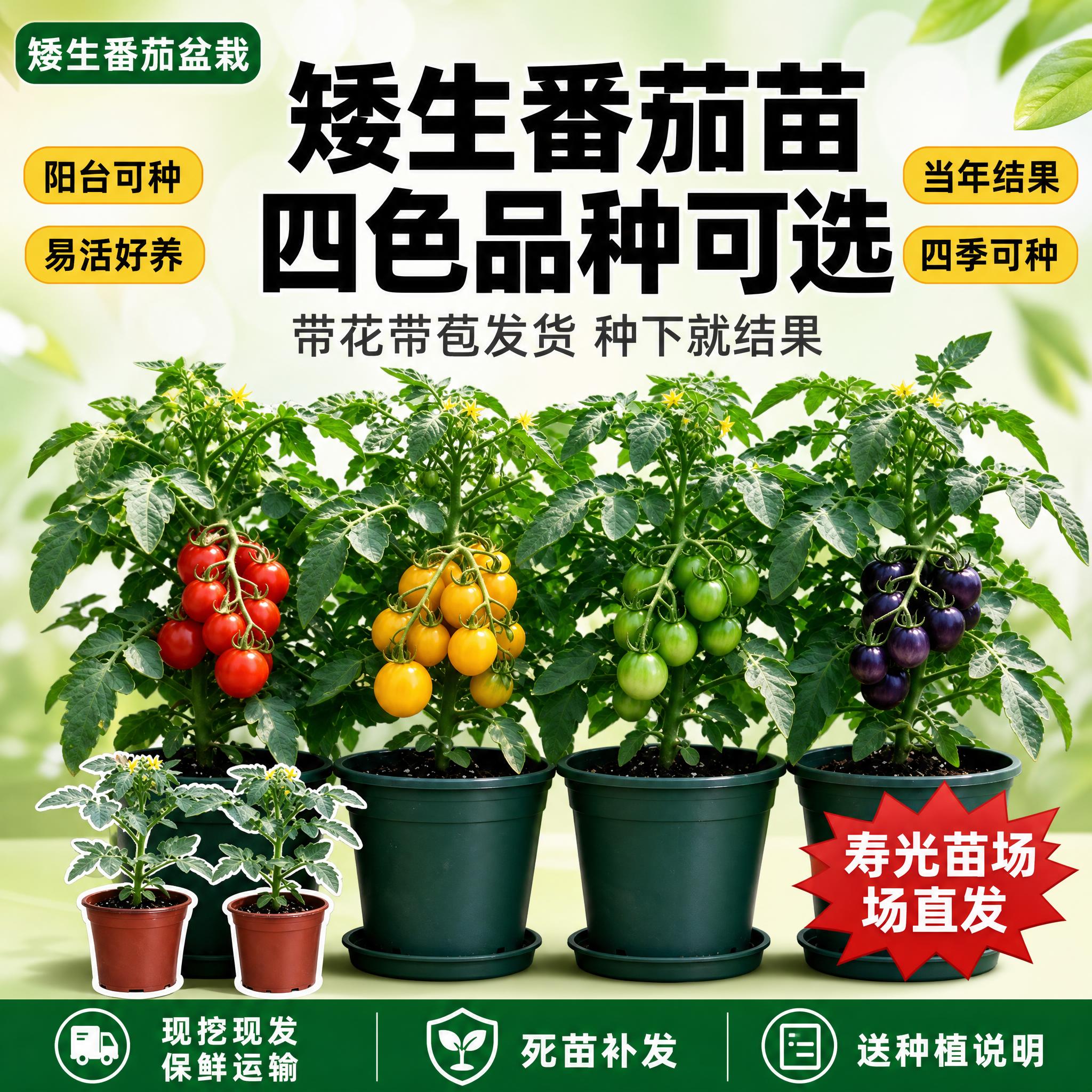 [单张主图] 矮生番茄苗四色品种 拼多多爆款促销风主图 目标是… - 图片创意预览