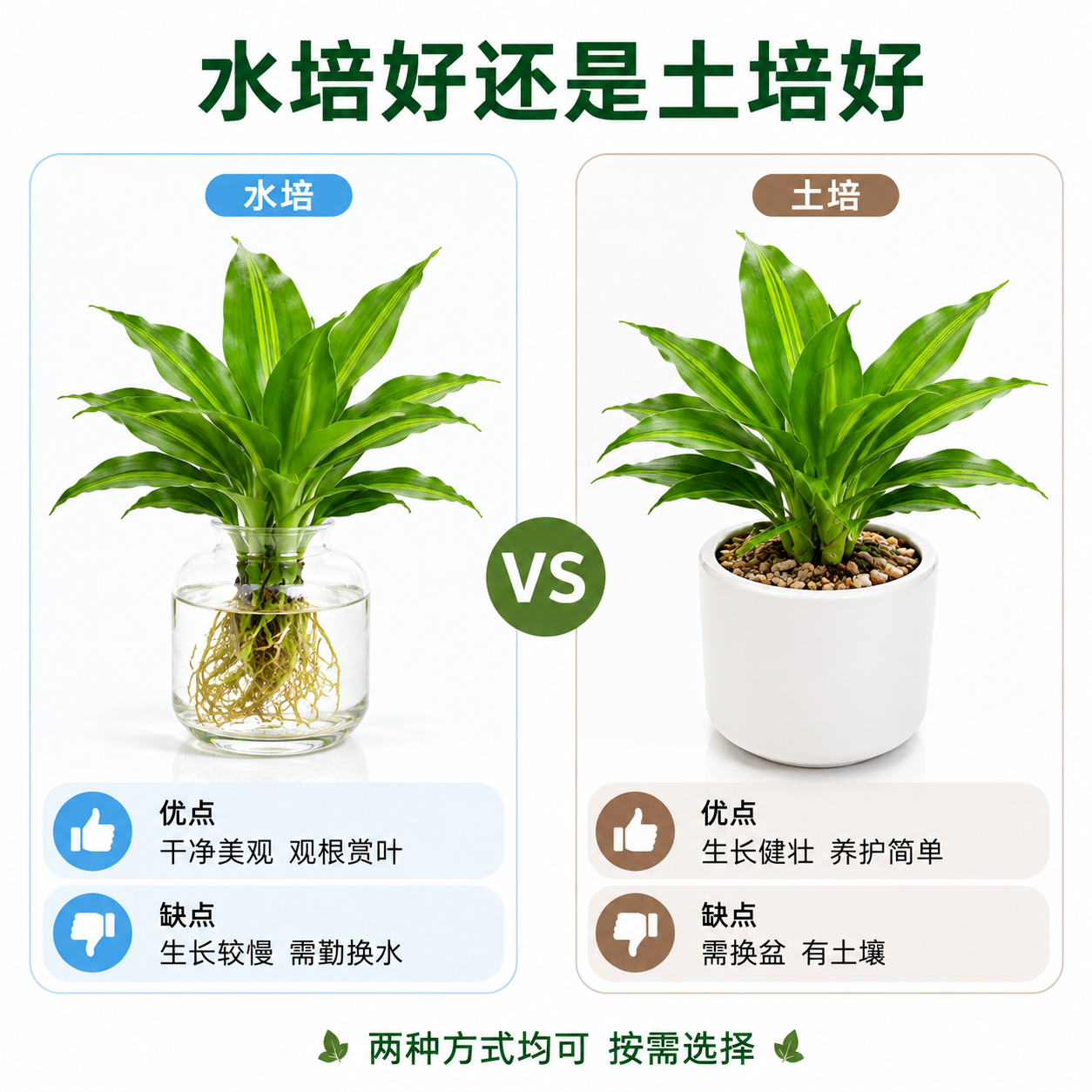 [主图-9] 金心也门铁 水培vs土培对比 洁白背景 真实摄影… - 图片创意预览