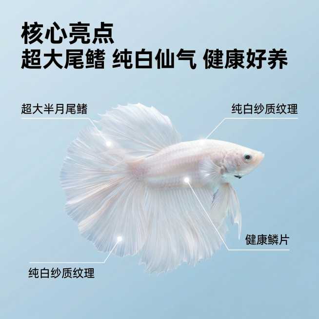 [主图 2] 泰国斗鱼核心卖点展示，保留原图斗鱼外观，以斗鱼为中心，浅蓝干净水质背景，用极细引线连接标注斗鱼的核心优势部位：超大半月尾鳍、纯白纱质纹理、健康鳞片，每个标注配定位光点。文案主标题“核心亮预览效果