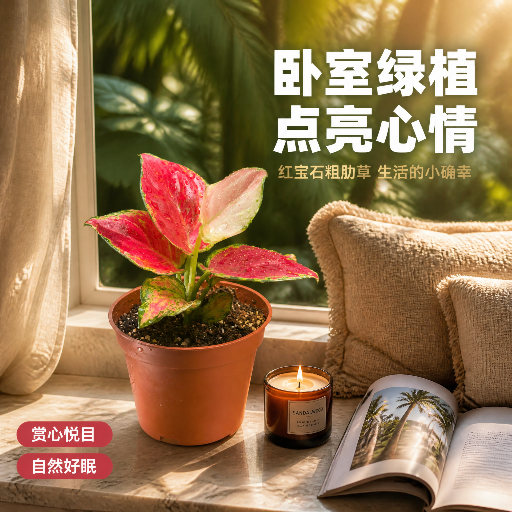 [主图-7] 红宝石粗肋草 卧室飘窗摆放场景主图。 [统一基调… - 图片创意预览