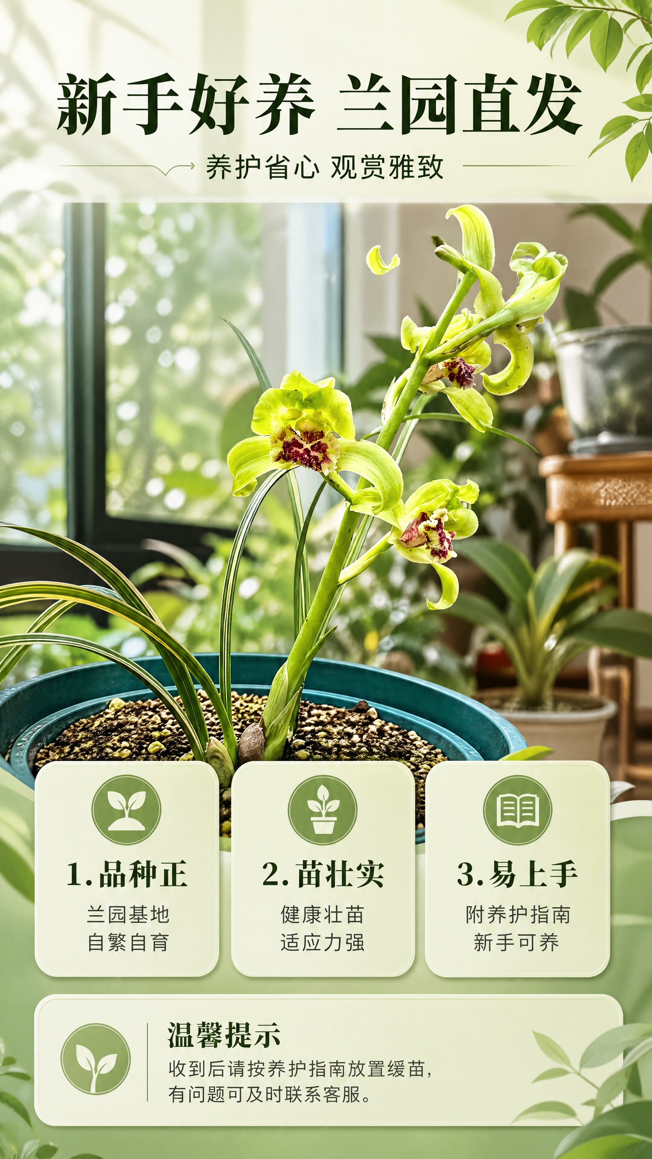 [商品] 使用【图1】蕙兰绿蕙梅瓣兰花苗；保留整株兰花的自然姿… - 图片创意预览