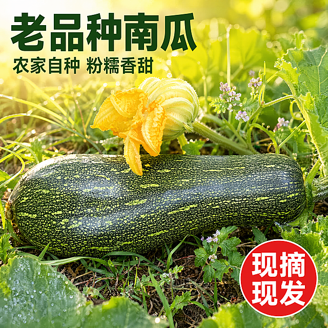 [主图-1] 农家自种老品种南瓜点击率首图，保持原南瓜外观（深绿带浅绿斑纹长椭圆形）与输入产品图绝对一致，杜绝任何变形和色差，精细化处理。[氛围风格] 拼多多风格，大字直白，性价比突出，新鲜农家产地氛围；[画质] 商业生鲜摄影质感，自然光线通透，产品清晰真实，画面干净饱满。[元素] 完整带花老南瓜放在新鲜农家菜园泥土草地上，周围保留翠绿叶片和小野花，主体南瓜居中，商品占比约70%，满屏无边框，突出南瓜新鲜采摘的真实感。[光影] 自然暖阳逆光，从侧后方照射，凸显南瓜表皮纹理，光线柔和通透，自然阴影不生硬，增强食欲感和新鲜度。[配色] 主色调为深绿+鲜绿，搭配暖黄色阳光，整体自然清新，符合生鲜农产品调性。[视角构图] 平视角度，南瓜完整居中展示，景深适中，前景草地层次自然。[文字版式] 左上负空间左对齐留安全边距，大字文案“老品种南瓜”深绿色最大号粗体无衬线，下方辅助短句“农家自种 粉糯香甜”约一半大小，深绿色；右下角红色圆形标签“现摘现发”白色粗字，清晰突出卖点；文字不遮挡南瓜主体，清晰可读。[比例分辨率] 1:1比例，4k分辨率；文字清晰锐利，画面超高清。[负向提示词] 变形，水印，文字错乱，产品图模糊，背景杂乱，价格虚假，绝对化违禁词。