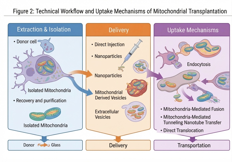 学术流程图，线粒体移植技术流程和摄取机制，保留所有文字信息和排版结构，使用和第二张图一致的简约清晰写实生物学术插画风格，干净扁平化配色，不要AI艺术化效果预览效果