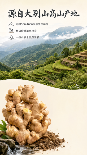 [第2屏] 产地环境优势展示屏-金寨小黄姜核心产地介绍。本屏使用【图1】作为商品主体，保持小黄姜的物理结构、形态颜色与输入产品图一致。
[氛围/风格] 原生态自然风，实景摄影质感，突出产地天然环境优势预览效果