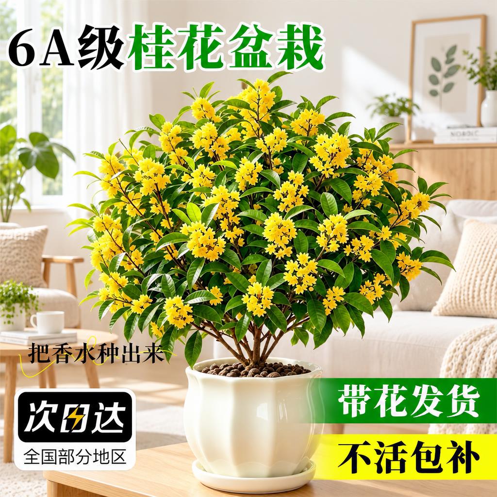 将背景替换为北欧风室内场景，保留桂花盆栽主体和所有文字内容不变… - 图片创意预览