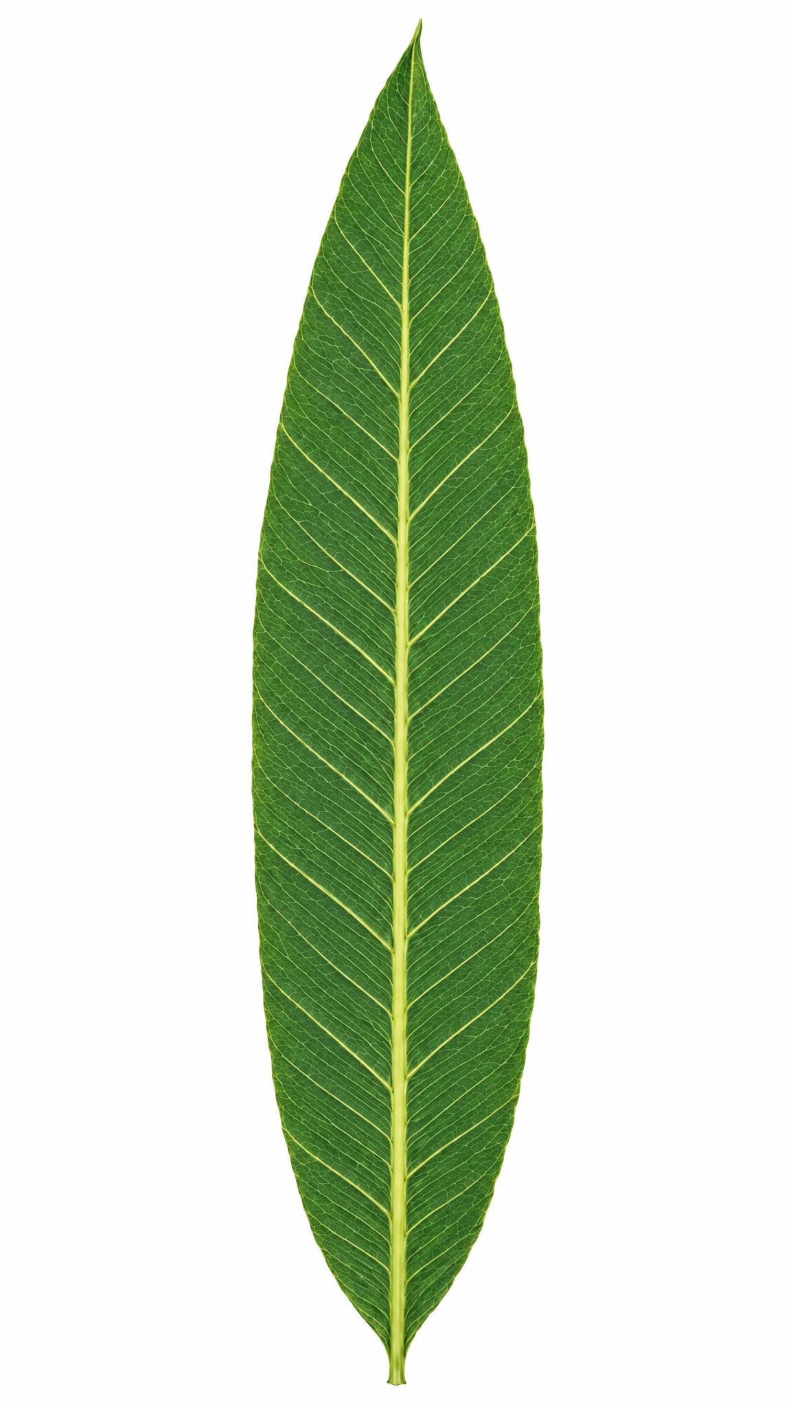 提高叶脉清晰度，升级为超高清晰画面，原图色调完全不变，一点都不… - 图片创意预览
