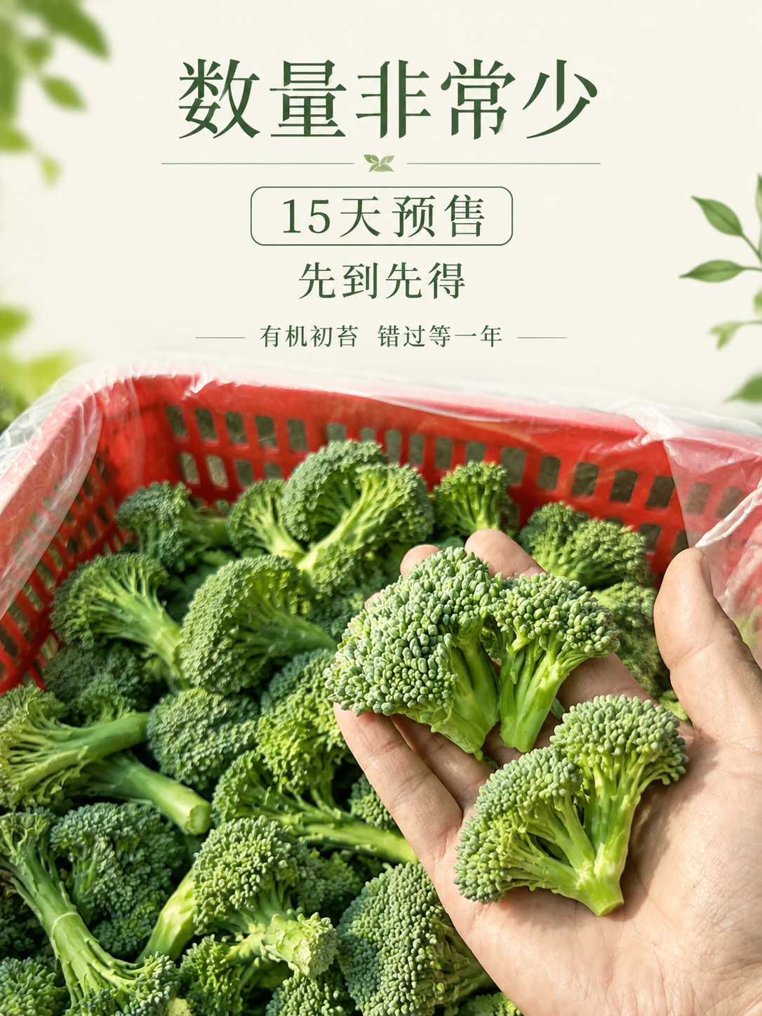 [主图-6 3:4] 限量预售转化主图。 [统一基调] 极简优… - 图片创意预览