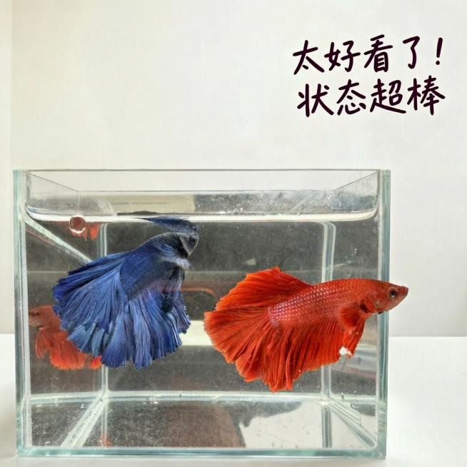 完全移除画面中的所有人物元素，只保留干净的白色桌面、完整方形玻璃鱼缸，以及鱼缸内的大红袍和大蓝袍两条斗鱼，保持斗鱼位置、形态、色彩完全不变，背景替换为纯净的白色墙面，保留右上角文字“太好看了！状态超棒预览效果