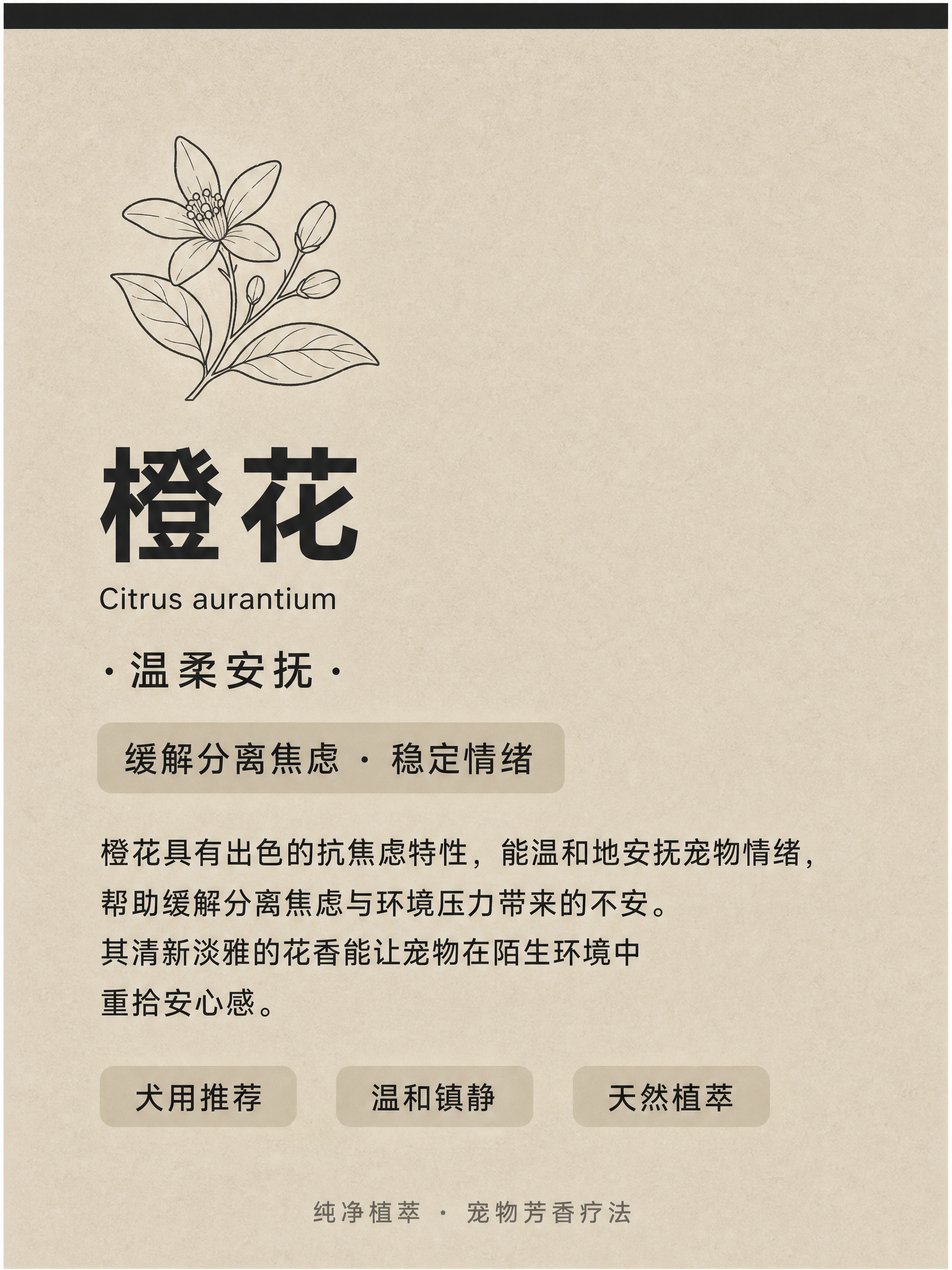 A6竖版产品卡片设计，比例2:3，背景色为#CAC1B2（暖灰… - 图片创意预览