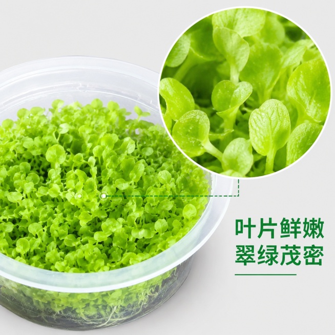 [主图-3] 爬地矮珍珠水草叶片材质细节特写，保持产品叶片颜色和形态与原图一致。放大展示嫩绿饱满的叶片纹理，用圆形放大框突出叶片表面质感，旁边标注"叶片鲜嫩 翠绿茂密"。整体背景为干净浅灰色，突出产品预览效果