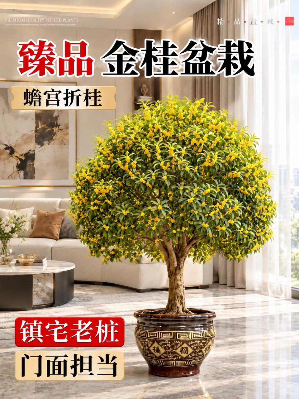 更换为与参考图风格类似的现代轻奢客厅背景，保持金桂盆栽主体和原… - 图片创意预览