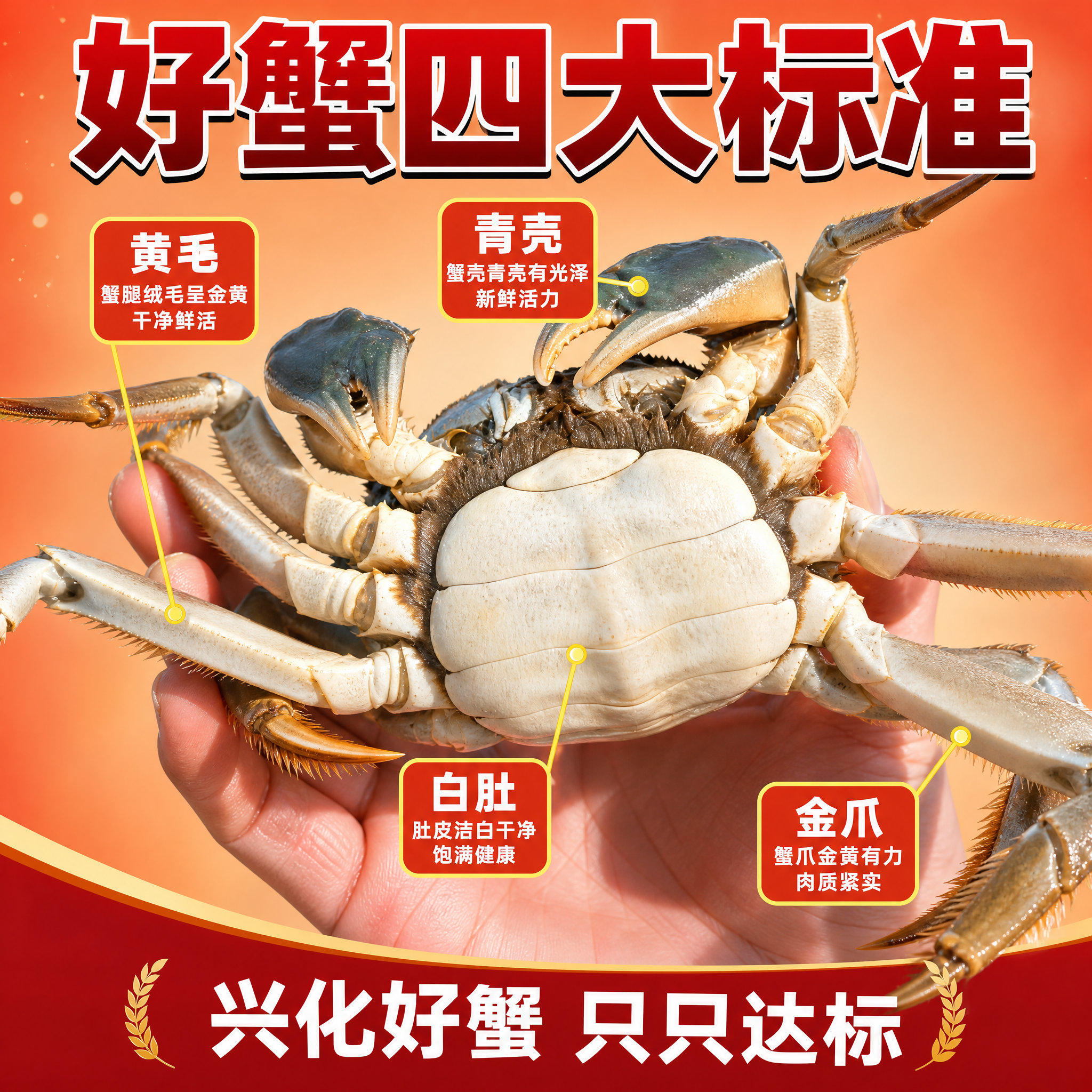 [主图-2] 大闸蟹品质特征图 突出青壳白肚金爪黄毛四大特征… - 图片创意预览