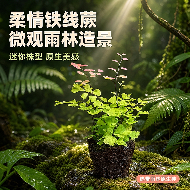 [主图-1] 热带雨林微观造景英雄图，展示柔情铁线蕨迷你株型的整体美感与原生氛围。
[统一基调] 热带雨林自然风，深绿色与翠绿色为主色调，点缀蕨类叶片的粉橙色，字体为简洁无衬线粗体，标题字色为米白色，辅助字色为浅草绿色，强调色为粉橙色，整体清新治愈、微观造景氛围感强。
[画面] 柔情铁线蕨带土坨完整植株置于画面中央偏下位置，主体占比约65%，视角为平视微俯45°，背景为虚化的热带雨林环境，可见层层叠叠的大型蕨类叶片、藤蔓与湿润的苔藓岩石，阳光透过叶隙形成丁达尔光束，空气中有细微水雾，营造微观雨林世界的沉浸感。土坨底部接触湿润的苔藓地面，自然不悬浮。左上角留白处放置主标题。
[光影质感] 自然散射光为主，顶部有柔和光束穿透叶片，叶片边缘透光，叶脉纹理清晰，土坨表面湿润有光泽，整体商业摄影质感，景深较浅突出主体。
[配色] 背景深绿翠绿渐变，主体叶片嫩绿与粉橙色，标题米白色，辅助文字浅草绿，强调色粉橙。
[文字版式] 左上角主标题「柔情铁线蕨 微观雨林造景」大号粗体米白色，下方小字「迷你株型 原生美感」浅草绿色，右下角小标签「热带雨林原生种」粉橙色底白字圆角小标签。文字不遮挡主体叶片。
[输出要求] 1:1正方形，2048×2048，产品清晰完整，文字清晰可读，背景虚化自然。负向：叶片变形、颜色失真、土坨悬浮、文字模糊、水印、平台Logo、多余手指、杂乱背景。