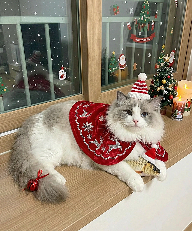 布偶猫身着银线刺绣的圣诞披风，头顶小巧的针织圣诞帽，尾巴尖系着红色铃铛，前爪轻抱戴圣诞帽的毛绒小鱼玩偶，优雅地卧在铺着圣诞主题棉垫的飘窗前，湛蓝的眼睛弯成月牙。背景为装有圣诞贴纸的玻璃窗，窗外飘着细雪，窗台上摆着迷你圣诞树与圣诞蜡烛。俯视视角，对称构图。