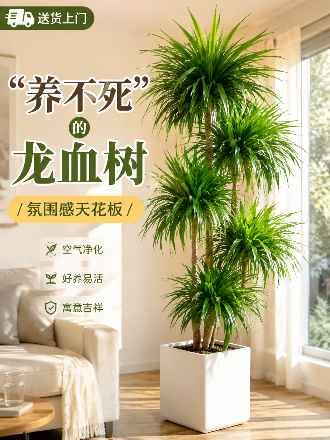 淘宝天猫电商主图，3:4竖版，大型室内绿植龙血树盆栽，白色方形… - 图片创意预览