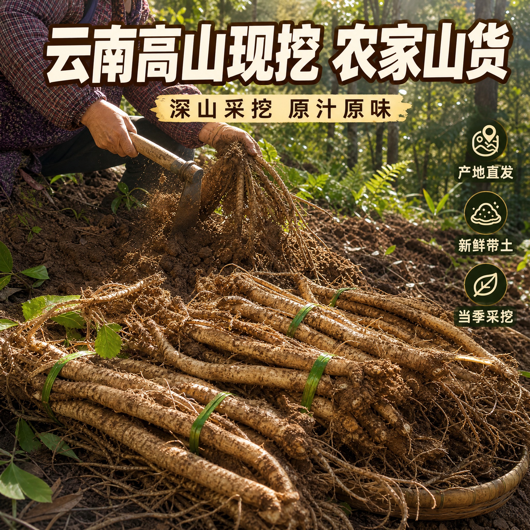 [主图-2] 云南臭参产地溯源图，核心任务是建立云南农家山货的… - 图片创意预览