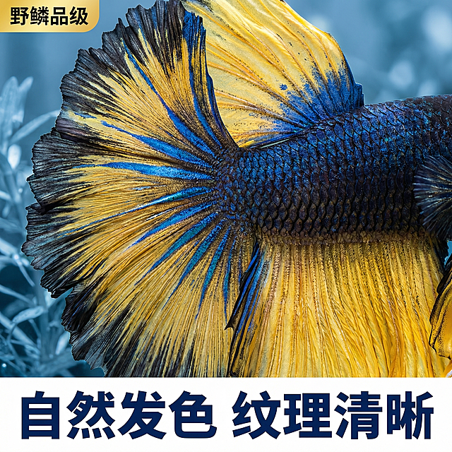 [主图 2]
[主图主题] 泰国斗鱼鳞片与色彩细节展示
[氛围/风格] 微距特写风格，精致质感，突出细节纹理
[画面元素] 保持原图斗鱼外观完全不变，特写展示斗鱼躯干和前半部分尾鳍，斗鱼位于画面中心偏上，背景为虚化蓝色水草，柔化不抢主体，侧光凸显鳞片和鳍条的细腻纹理，细节清晰锐利；背景全屏无边框
[配色色系] 主色调：水蓝冷调背景；衬托斗鱼黄蓝对比色彩
[视角构图] 微距平视，浅景深虚化背景突出细节
[文字版式] 主标题“自然发色 纹理清晰”，深蓝色粗无衬线，悬浮在画面底部留白；左上角小标签“野鳞品级”，黄底黑字；不遮挡斗鱼核心细节
[比例分辨率] 1:1 比例，2k 分辨率，产品外观必须与用户上传图片100%一致