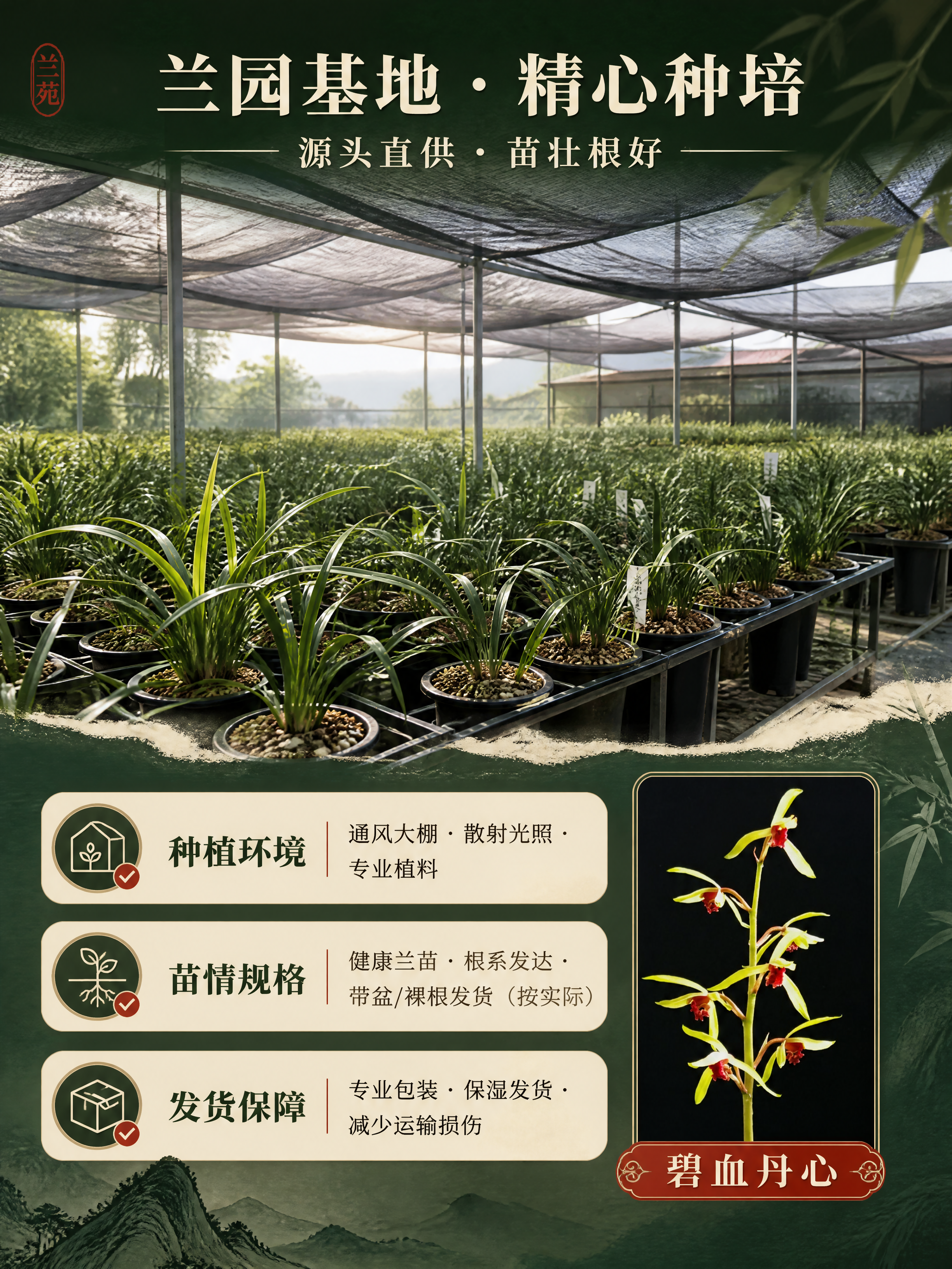 [商品] 使用【图1】碧血丹心蕙兰开花图作为品种展示小图；保留… - 图片创意预览