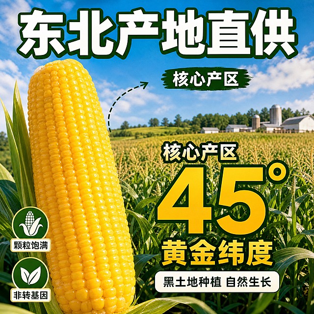 [主图-2] 核心卖点 产地直供 品质溯源
[统一基调] 抖音食品风格 强食欲感 自然暖光 深绿+金黄主色调 粗黑体大字标题 白色描边增强对比 辅助文案用清爽黑体 整体画面饱满有冲击力
[画面] 画面左侧展示一根完整的金黄糯玉米 颗粒饱满排列整齐 右侧背景是东北玉米田产地实景 蓝天白云下大片玉米地 远处有农场轮廓 用虚线引线从玉米指向产地场景 中间叠加核心数据大字 突出产地优势 玉米表面有自然光泽 仿佛刚从地里采摘 画面下方有绿色田野延伸感
[光影质感] 自然日光效果 上午柔和阳光 玉米表面有均匀明亮的光照 颗粒纹理清晰 产地场景光线通透 整体清新自然 体现新鲜直采的品质感
[配色] 背景蓝天绿色田野 玉米金黄色 标题字白色加粗带绿色描边 数据数字用大字号金黄色 辅助文案深绿色
[文字版式] 画面上方横排主标题"东北产地直供" 中间大数字突出"核心产区" 下方辅助文案"黑土地种植 自然生长" 左侧玉米旁加小图标和文字"颗粒饱满""非转基因" 文字布局不遮挡主体玉米
[输出要求] 比例1:1 文字清晰可读 产品清晰不变形 无错字 无水印 无平台Logo 禁止绝对化用语 画面真实自然
