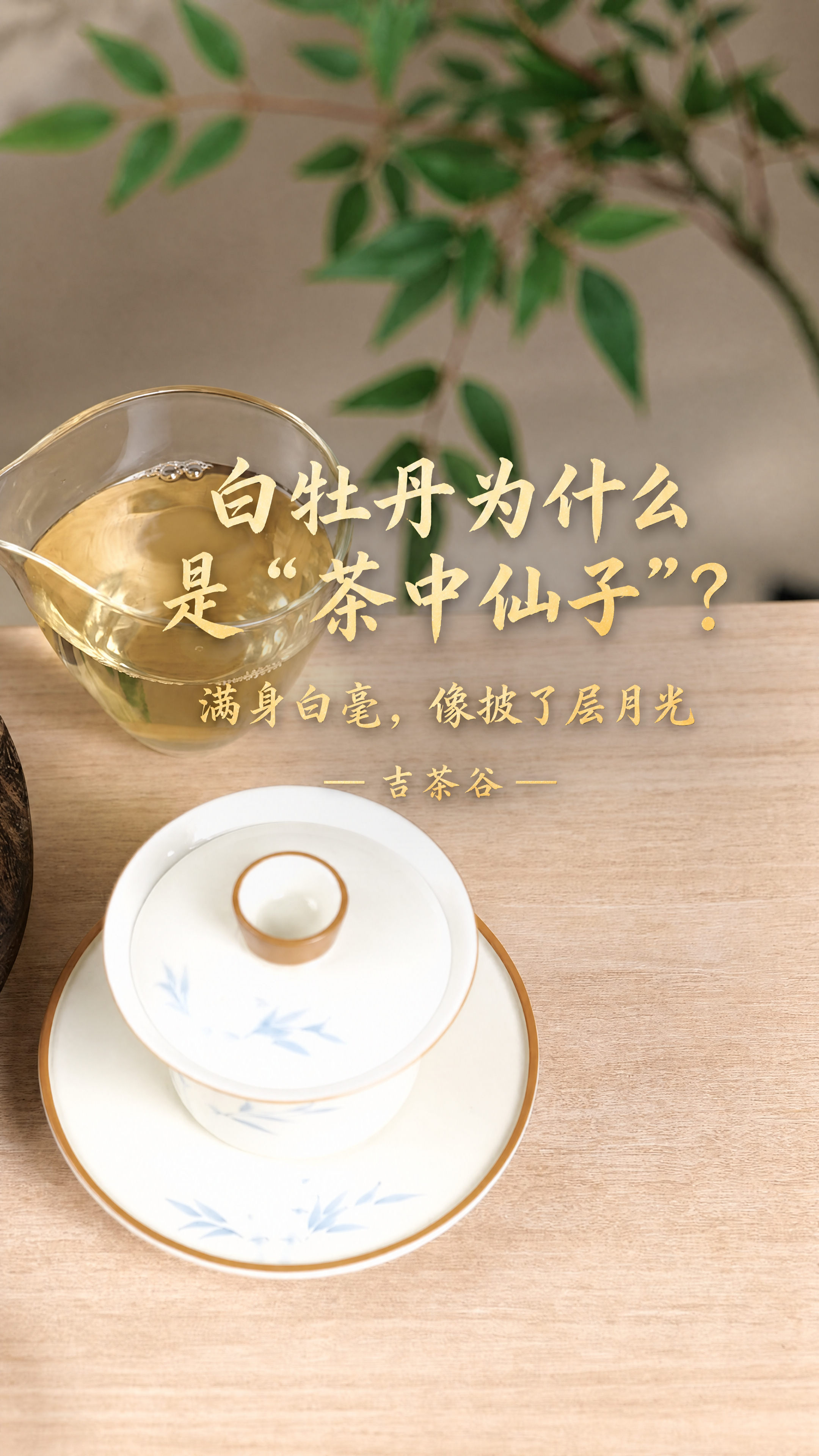 基于这张茶场景图片进行修改，适配抖音短视频主页封面显示，背景完… - 图片创意预览