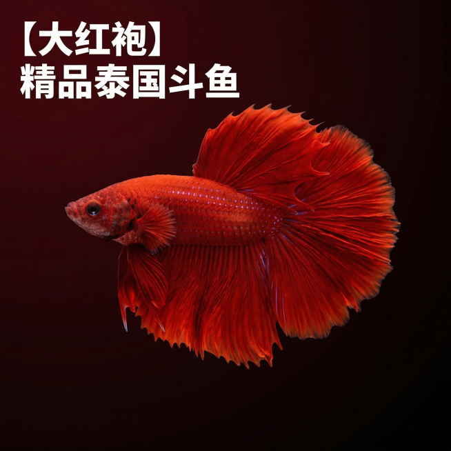 [主图 6] 红袍斗鱼单独展示
[氛围/风格] 高级简约水族风，突出单鱼品质。
[画面元素] 大红袍泰国斗鱼单独居中展示，保留原有优美体态和大尾鳍，干净深色渐变背景，衬托鲜红色泽更加艳丽，保持原有外观预览效果