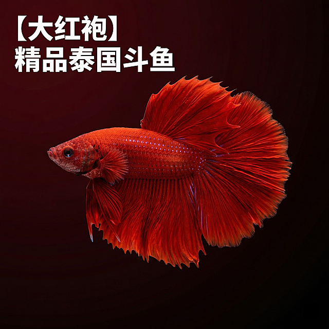 [主图 6] 红袍斗鱼单独展示
[氛围/风格] 高级简约水族风，突出单鱼品质。
[画面元素] 大红袍泰国斗鱼单独居中展示，保留原有优美体态和大尾鳍，干净深色渐变背景，衬托鲜红色泽更加艳丽，保持原有外观特征不变，背景简洁无杂物。
[配色色系] 深色渐变背景，鲜红色主体视觉冲击力强。
[视角构图] 居中平视，主体满铺，无边框。
[文字版式] 左上角标注 "【大红袍】 精品泰国斗鱼"，白色粗体字，不遮挡主体。
[比例分辨率] 1:1比例，2k分辨率。