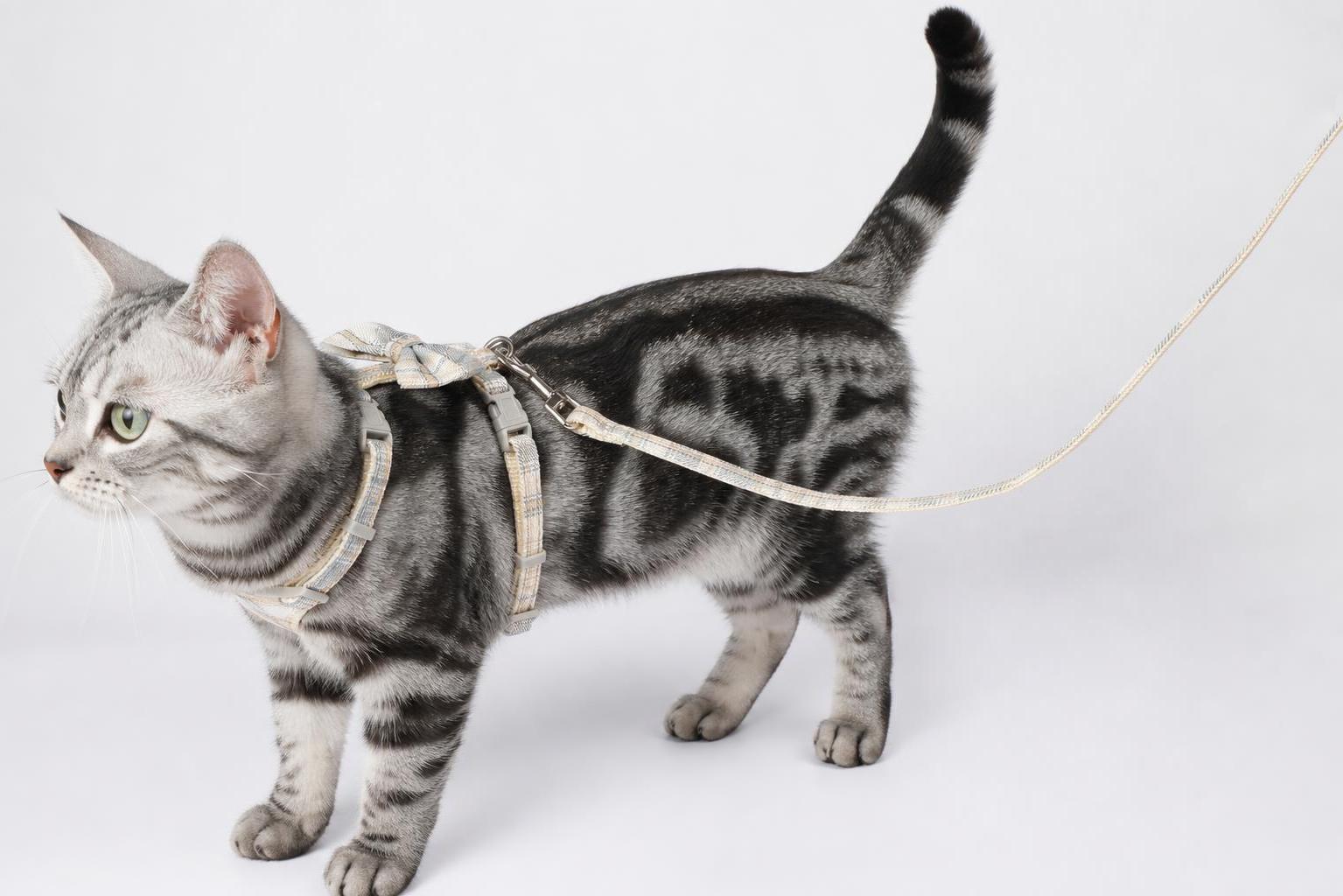 将图中的白色毛绒假猫替换为真实的美国短毛猫（美短，银虎斑花纹）… - 图片创意预览