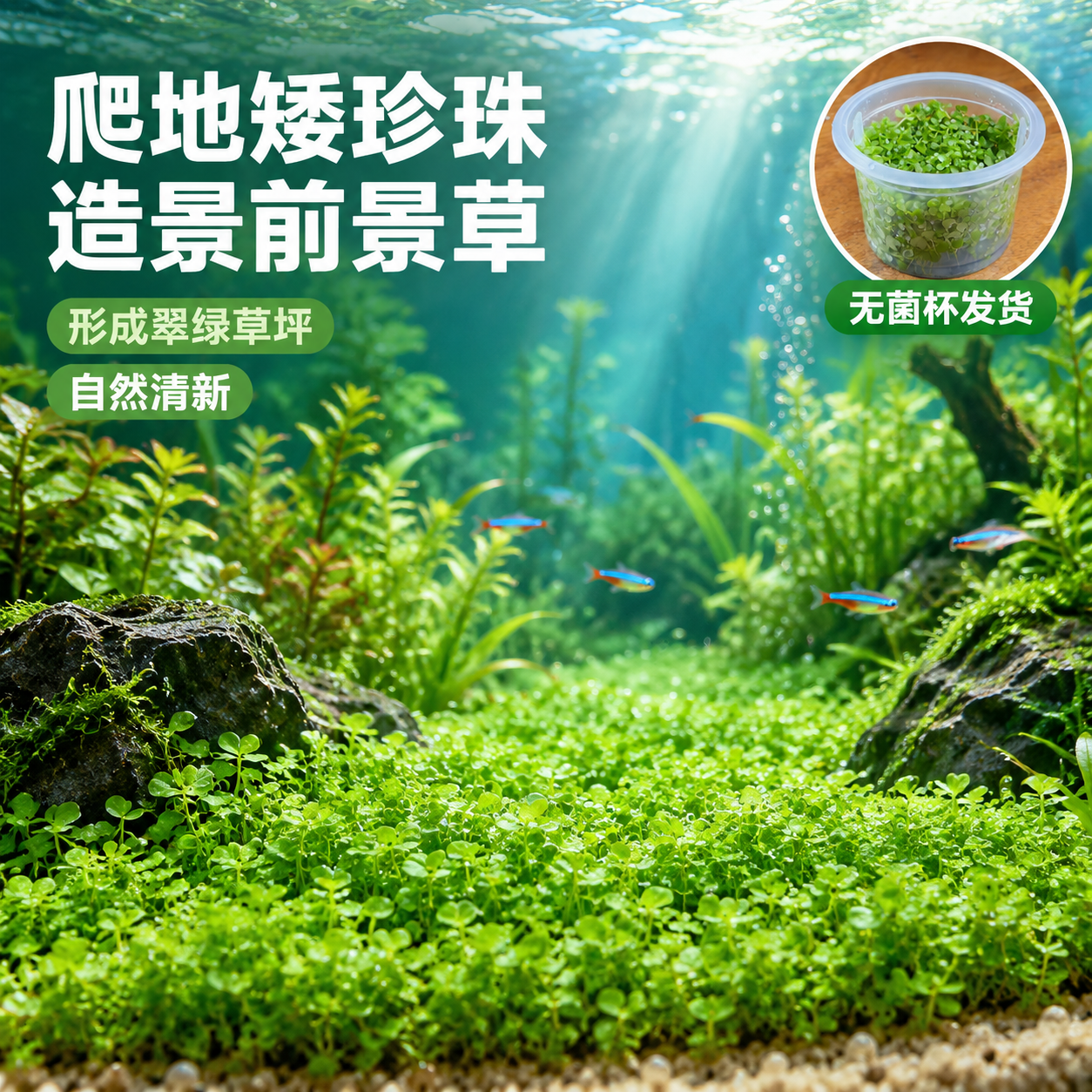 [主图-5] 造景场景使用效果，主题：鱼缸造景 前景草坪。 [… - 图片创意预览