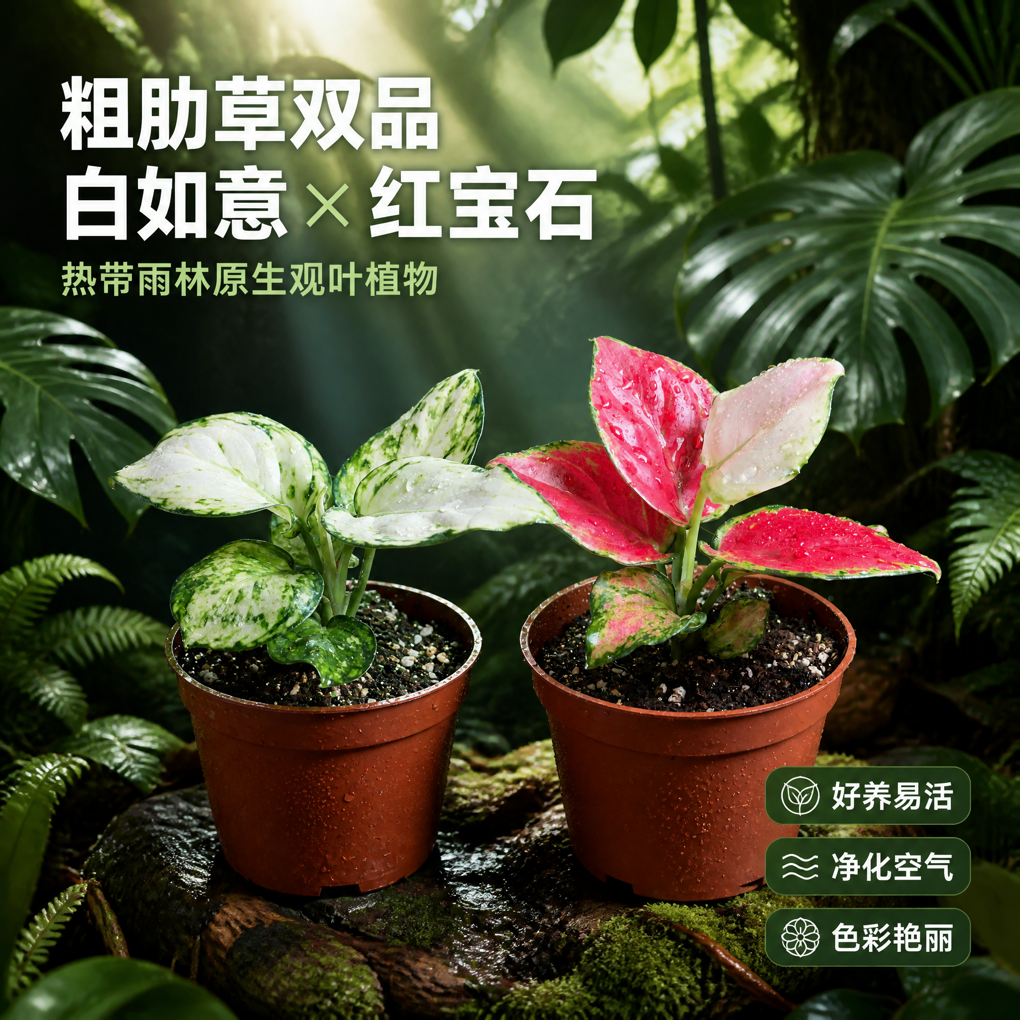 [主图-1] 白如意粗肋草和红宝石粗肋草两款盆栽 热带雨林空间… - 图片创意预览