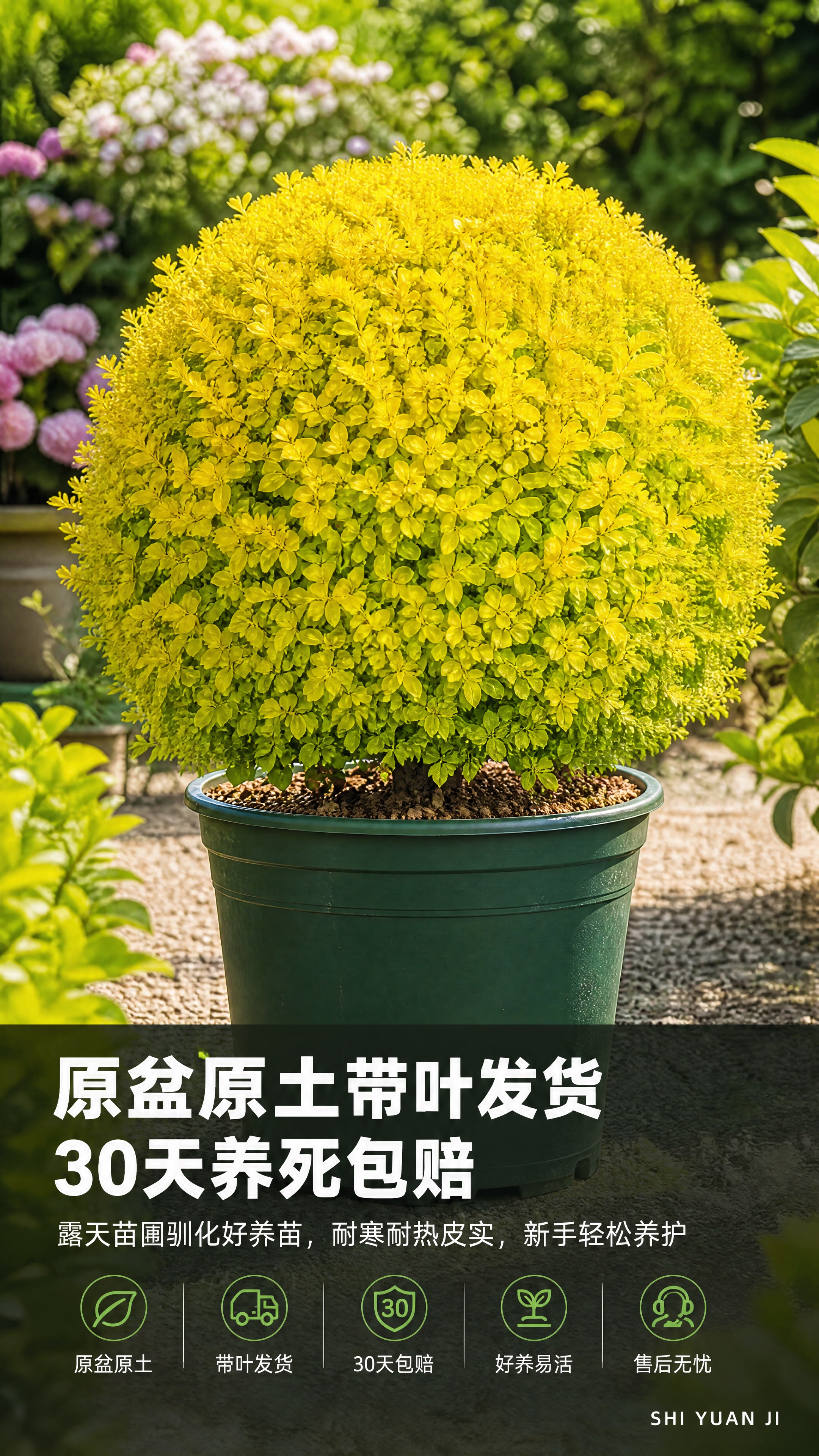 [商品] 使用【图1】亮晶女贞球盆栽；保留圆润饱满球形、金黄茂… - 图片创意预览
