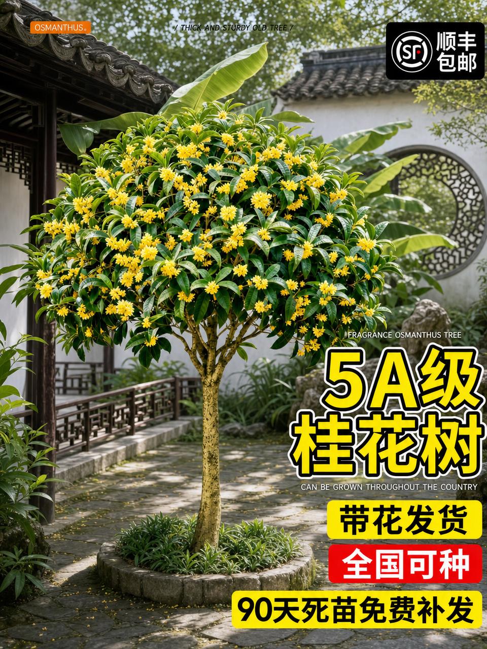将背景替换为另一种风格的苏式庭院，带有回廊、漏窗、芭蕉绿植和青… - 图片创意预览