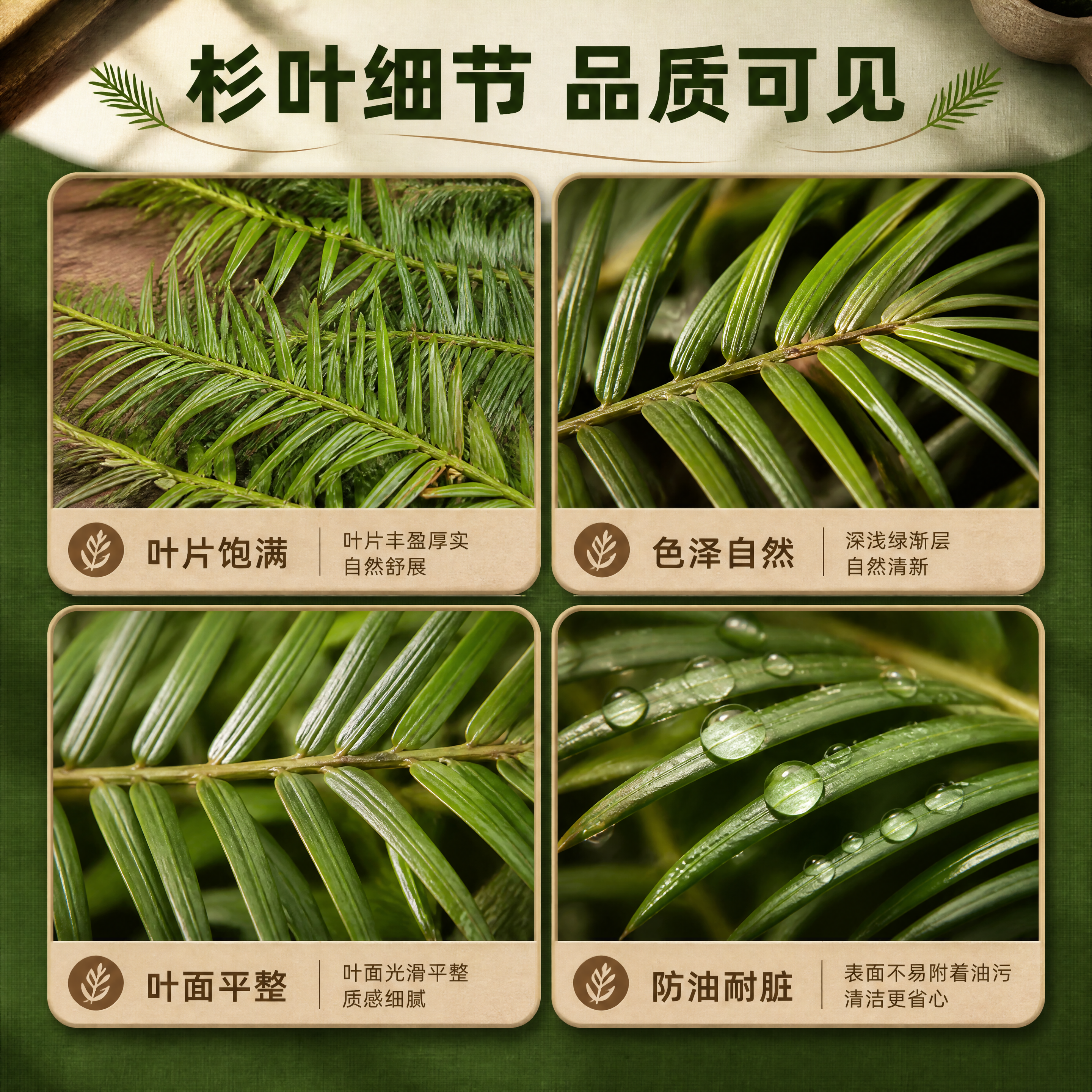 [商品] 使用【图3】新鲜杉树叶平方装；保留杉树叶针状叶片纹理… - 图片创意预览