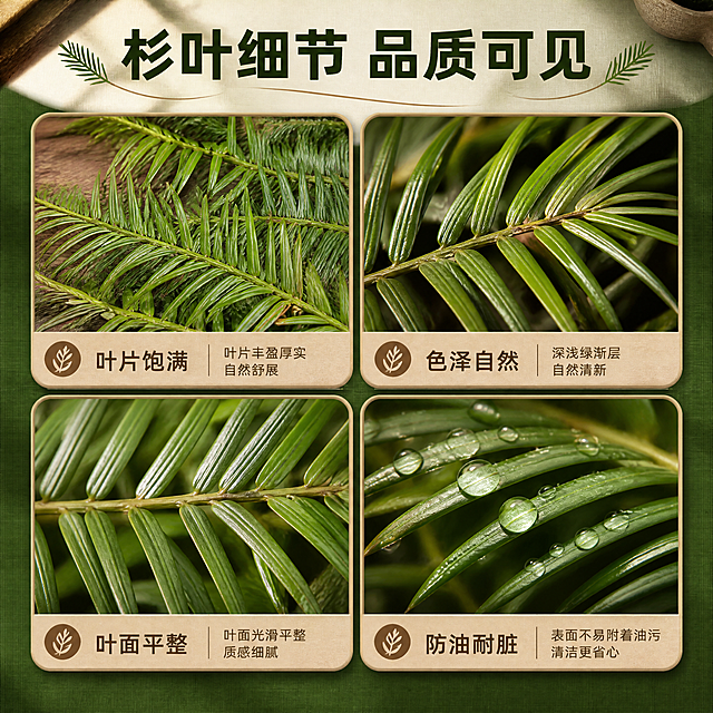 [商品] 使用【图3】新鲜杉树叶平方装；保留杉树叶针状叶片纹理、深浅绿渐变、自然枝叶细节；用于材质微距展示。
[画面] 目标：产品材质与结构细节页，展示杉树叶的叶片形态、色泽与防油特性。构图：四宫格细节拼图，每格展示不同角度的杉树叶特写——叶片整体、叶面纹理、叶尖形态、防油水珠效果；产品占画面70%。
[视觉] 套系策略：风格=暖调乡土宴席风，真实商业摄影质感；标题字=阿里巴巴普惠体粗体；正文字=阿里巴巴普惠体常规；主色=杉叶深绿色；背景延展=基于深绿做深浅层级、同色渐变与木质/土布纹理质感；强调色=土陶棕，仅用于小面积图标、引线和标签；标题色=深墨绿；正文色=暖棕灰；组件=圆角土陶色信息卡、细线引线、叶片形装饰元素；光影=左前侧暖自然光，柔和阴影。
[文字] 顶部主标题「杉叶细节 品质可见」，四宫格每格下方配短说明：叶片饱满、色泽自然、叶面平整、防油耐脏；文字横向排版于每格下方。
[规格] 图片比例1:1正方形，4K分辨率，负向提示：避免变形、错字、文字过小、冷蓝背景、极限词、平台Logo、小标致图案、天然/环保/原生态等违规词。